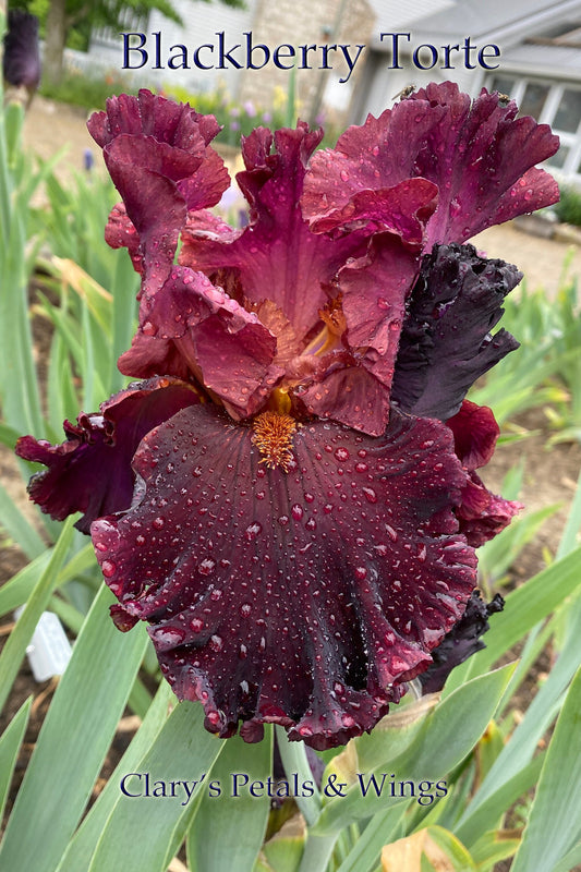 BLACKBERRY TORTE - 2020 - TB - Fragrant