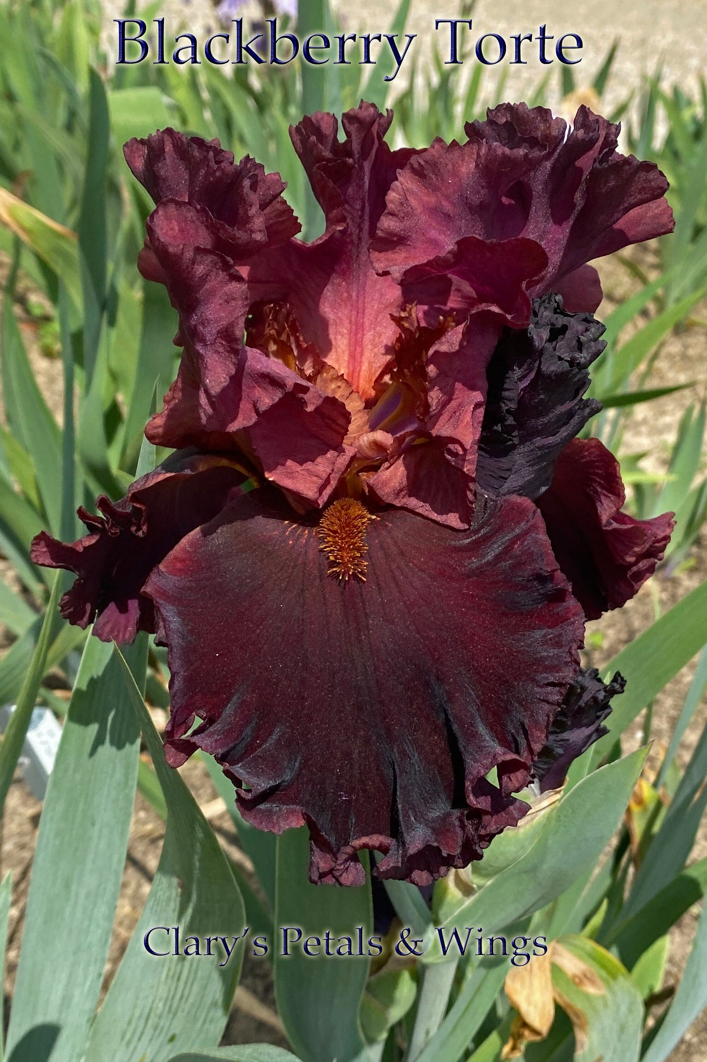 BLACKBERRY TORTE - 2020 - TB - Fragrant