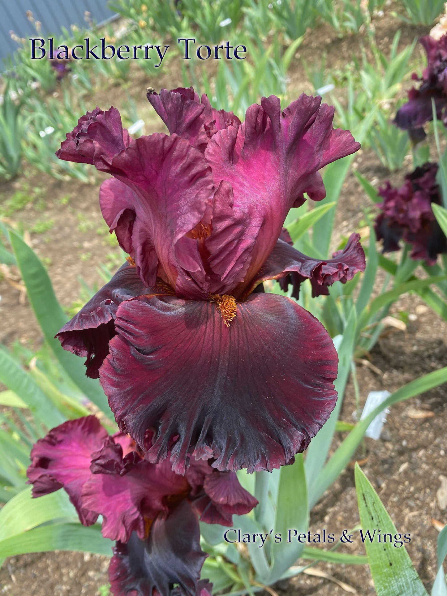 BLACKBERRY TORTE - 2020 - TB - Fragrant