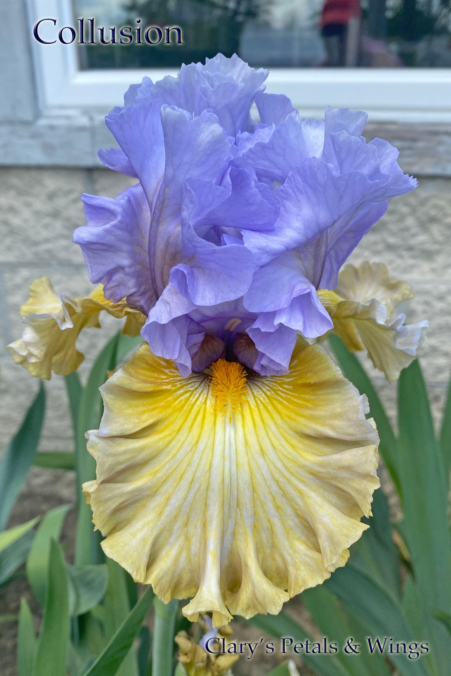 COLLUSION - 2020 - TB