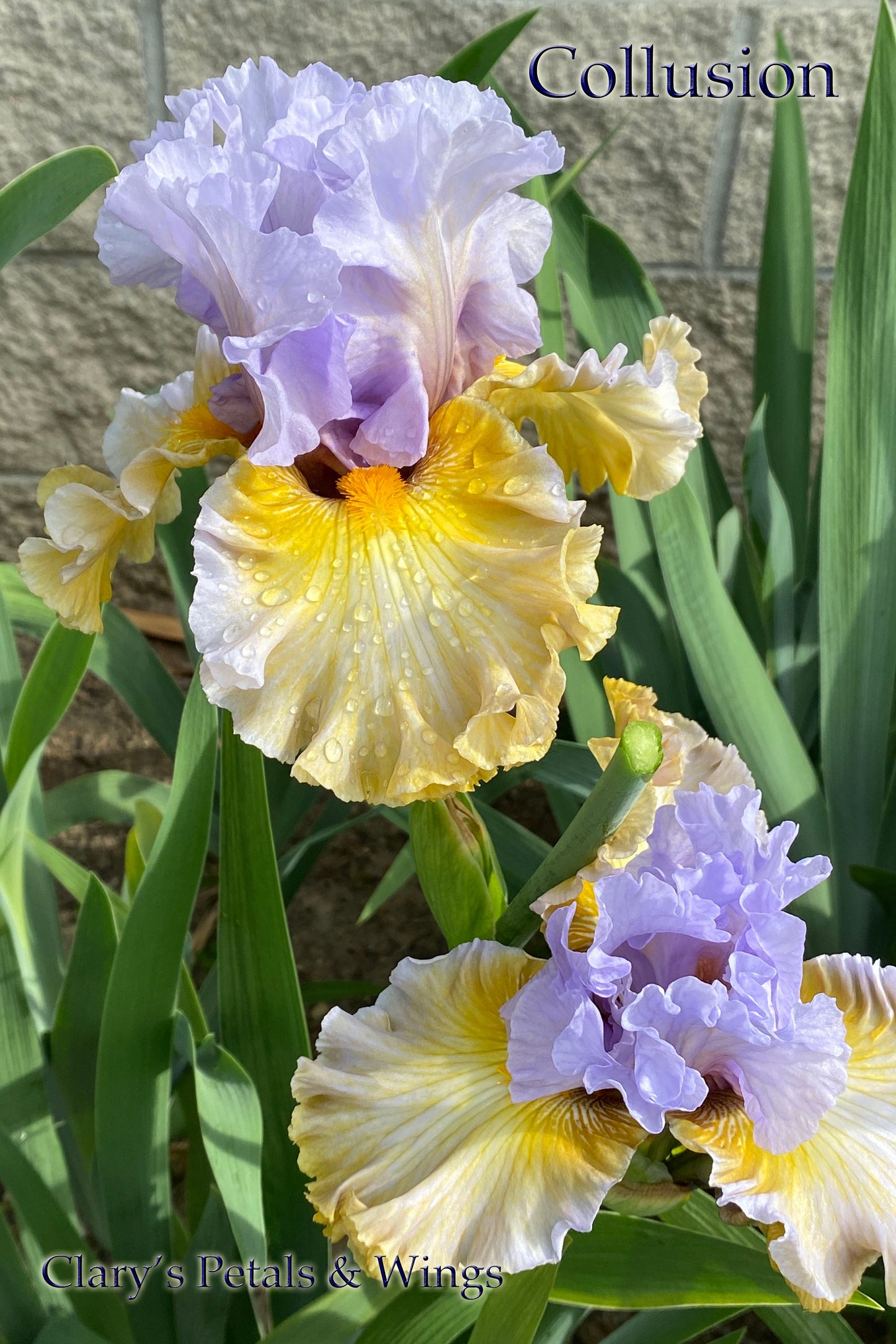 COLLUSION - 2020 - TB