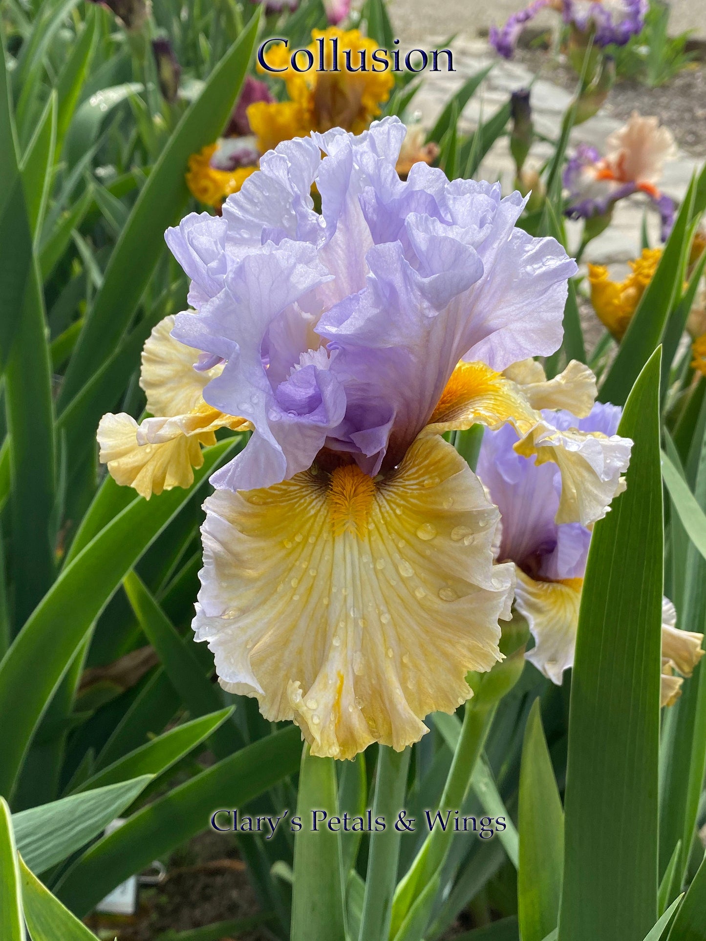 COLLUSION - 2020 - TB