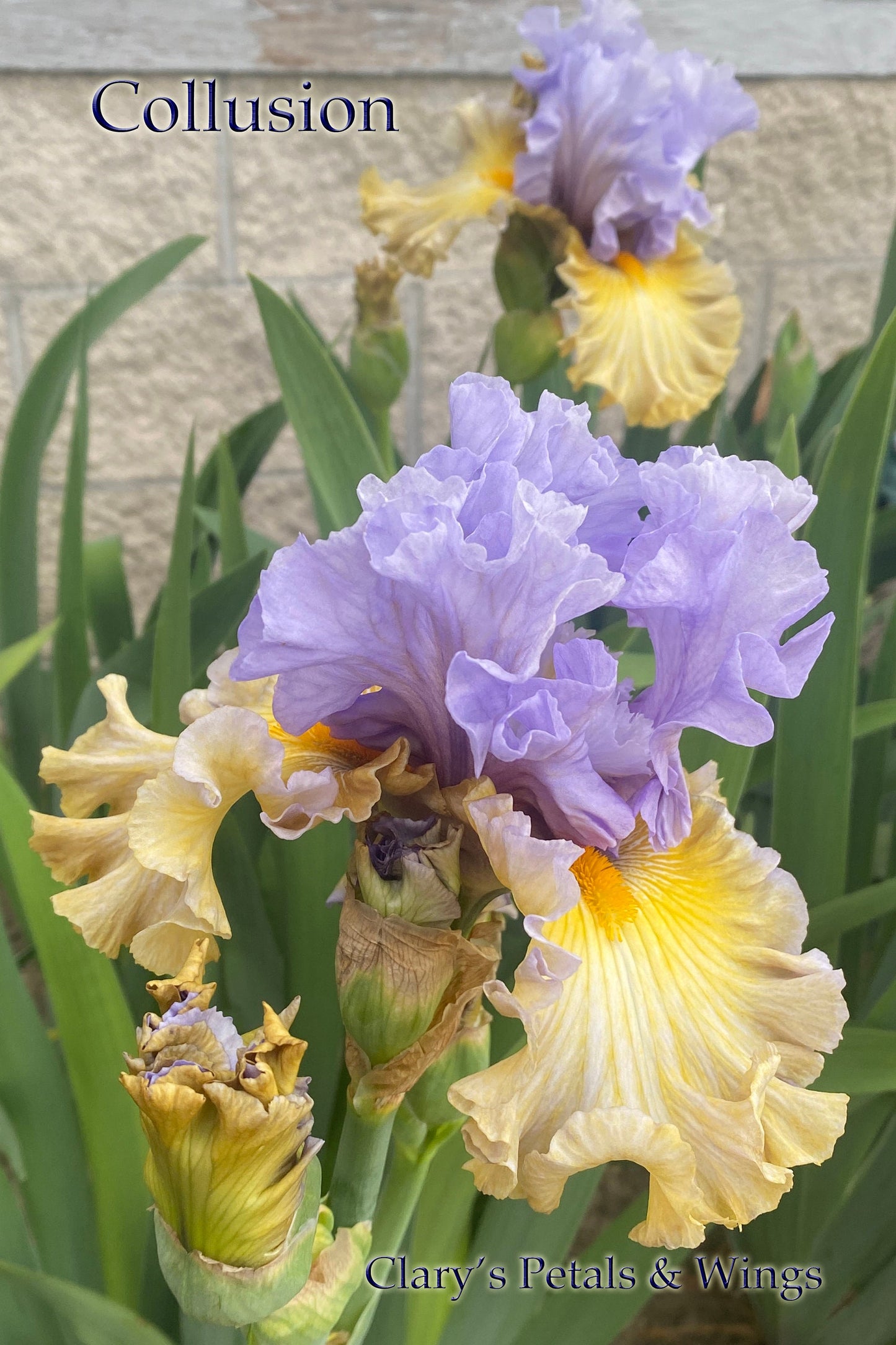 COLLUSION - 2020 - TB