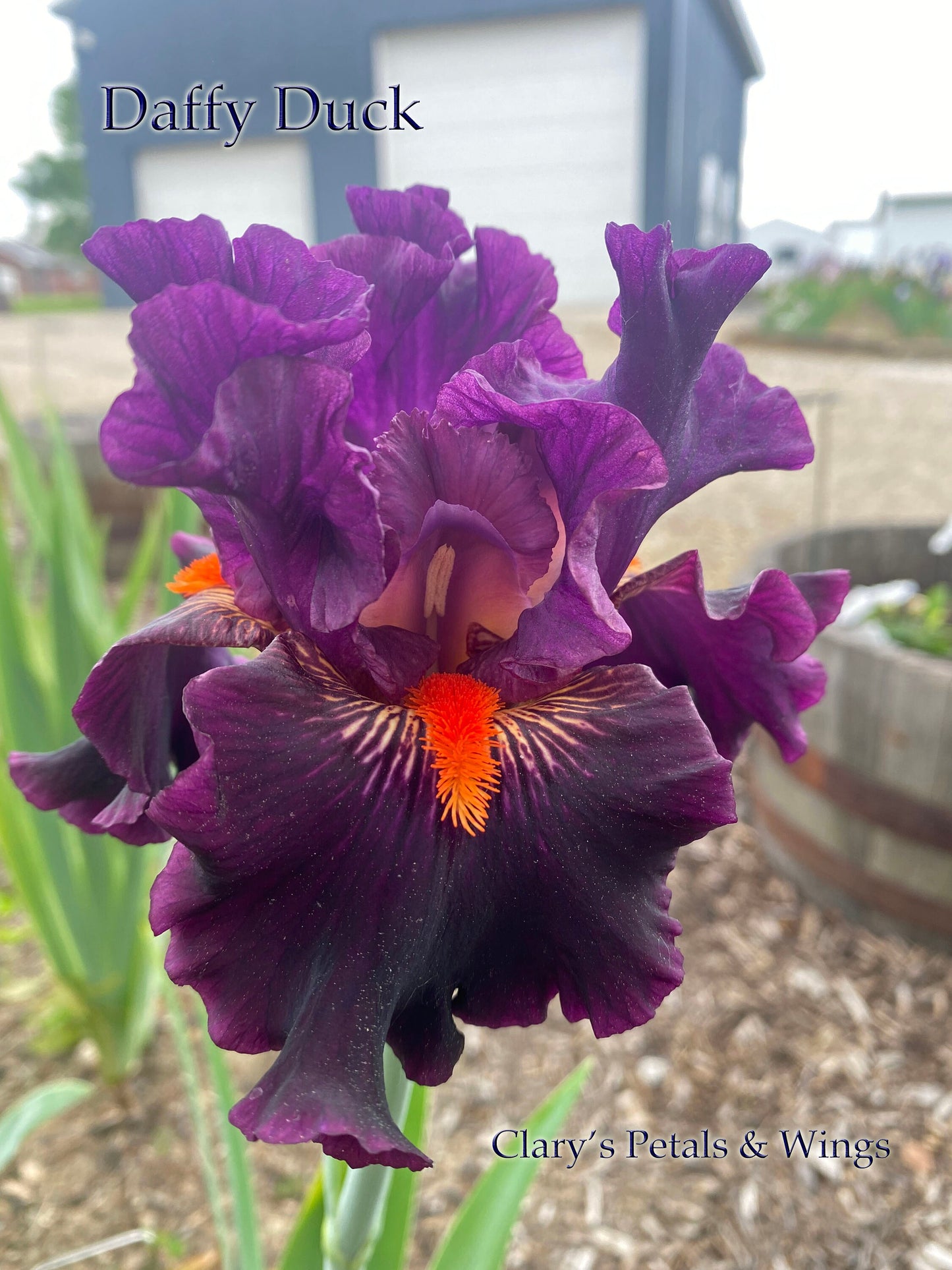 DAFFY DUCK - 2016 - TB