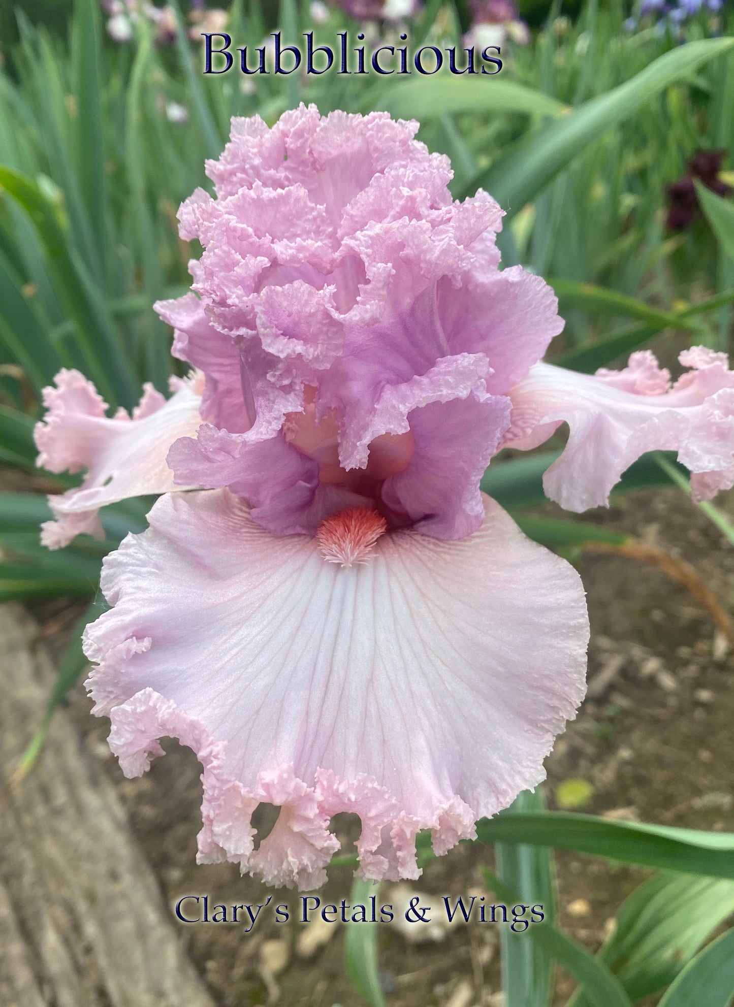 BUBBLICIOUS - 2012 - TB - Fragrant