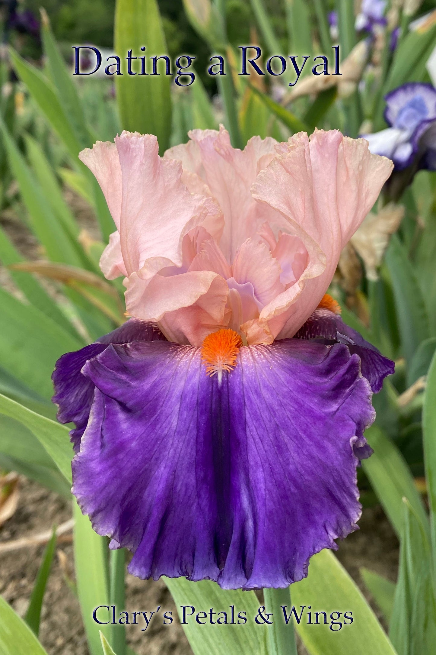 DATING A ROYAL - 2014 - TB