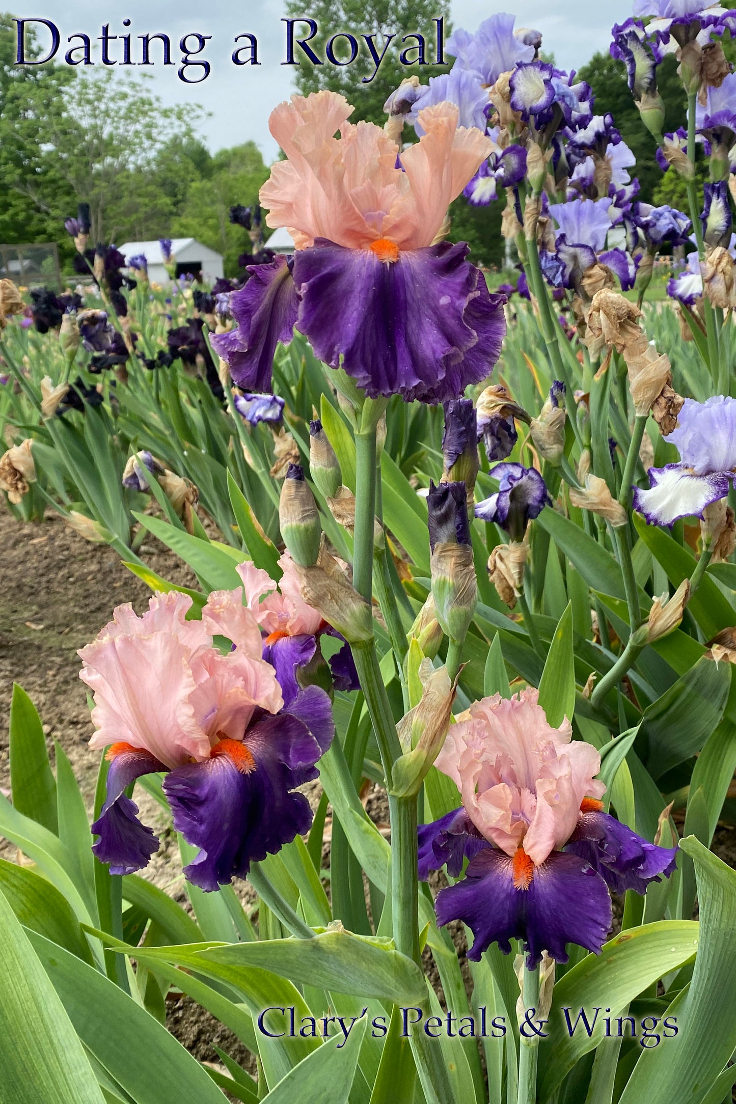 DATING A ROYAL - 2014 - TB