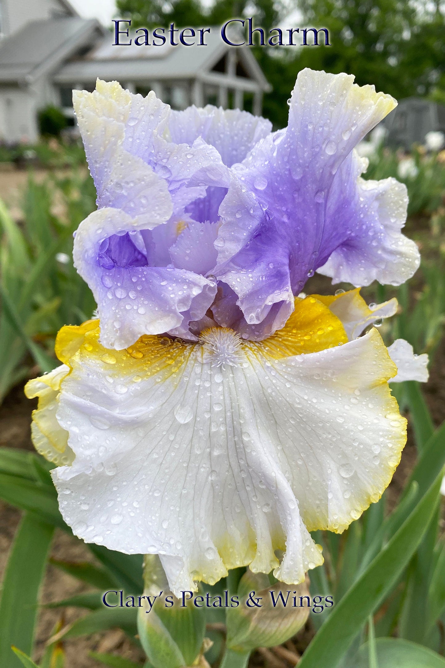 EASTER CHARM - 2019 - TB