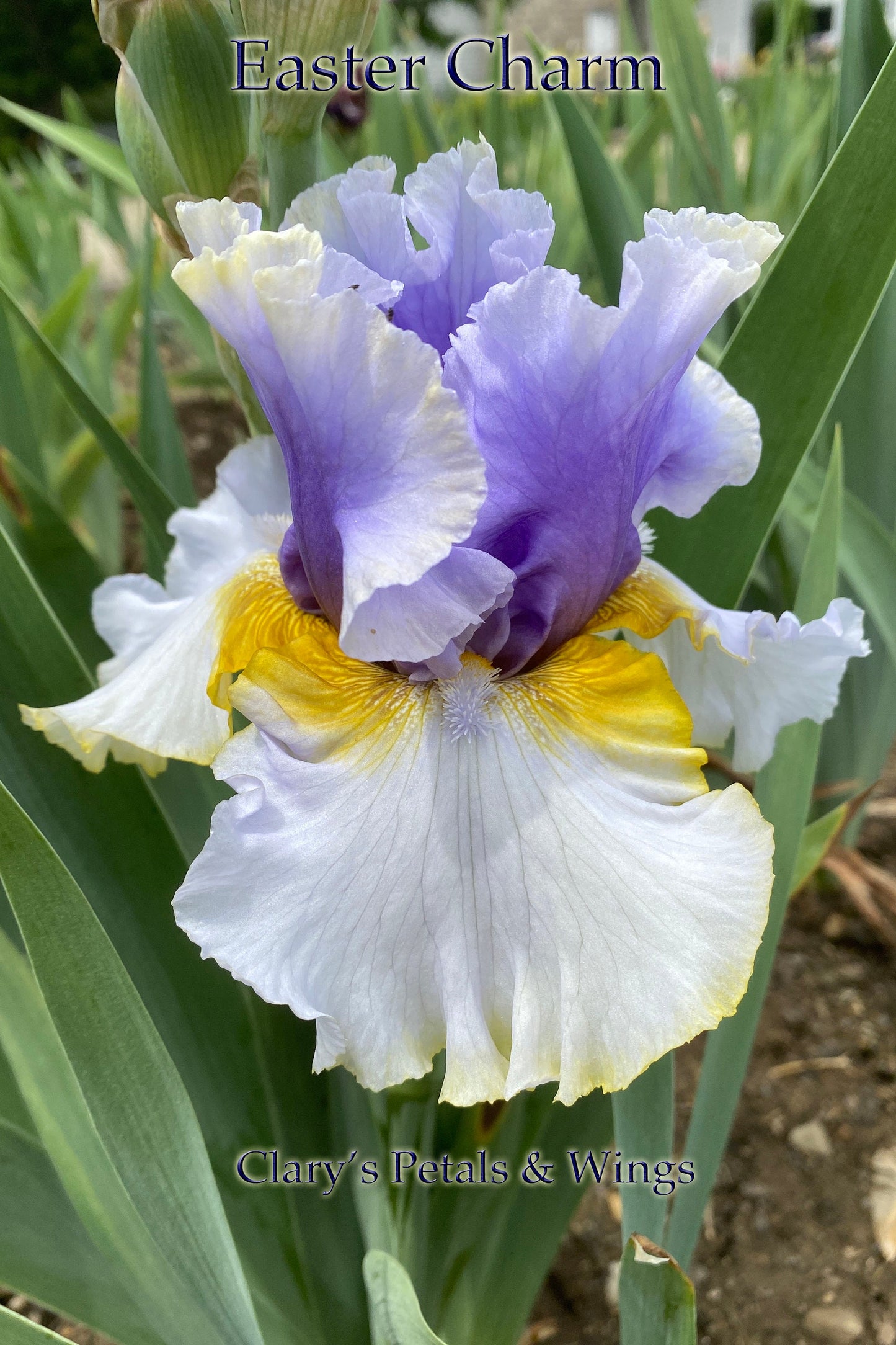 EASTER CHARM - 2019 - TB