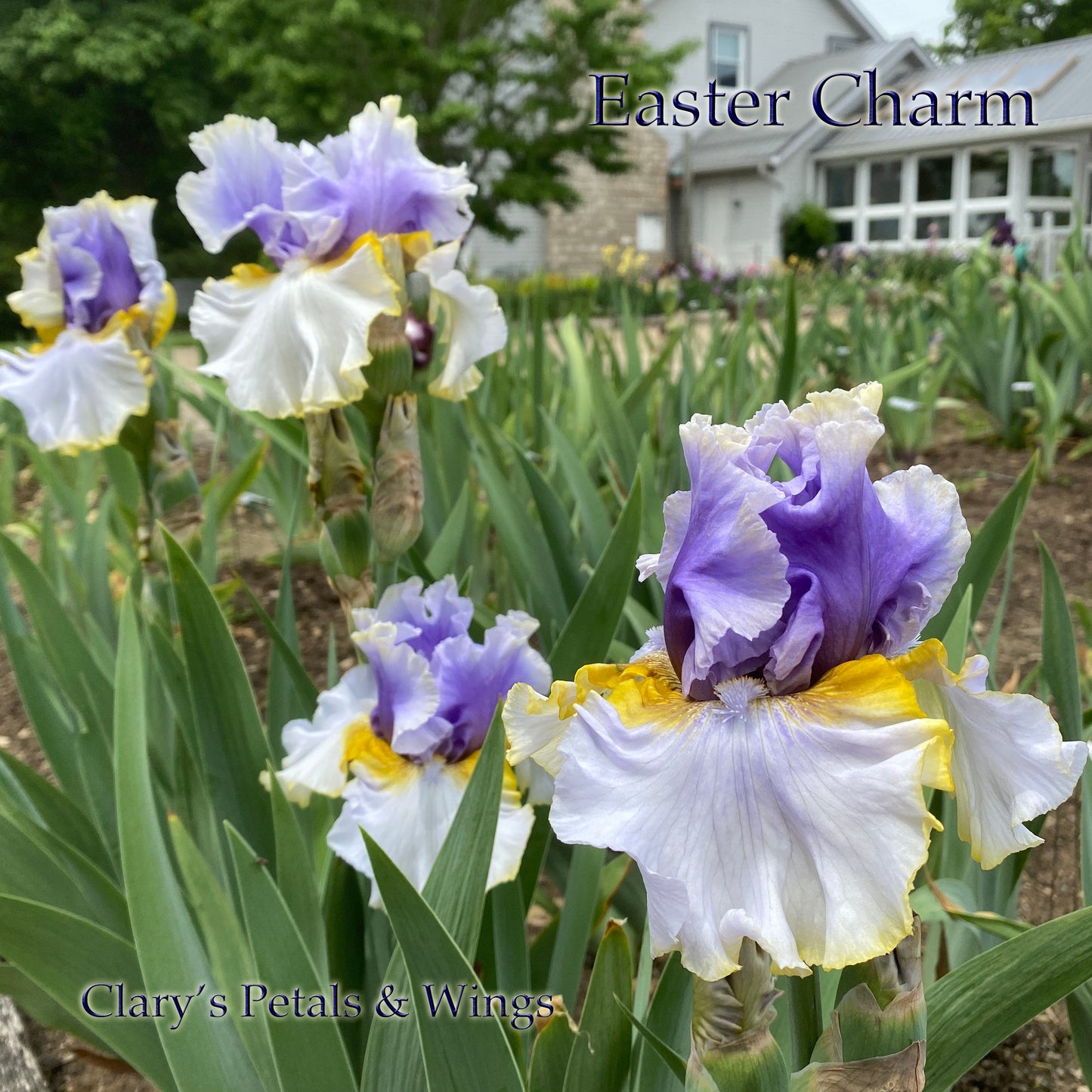 EASTER CHARM - 2019 - TB