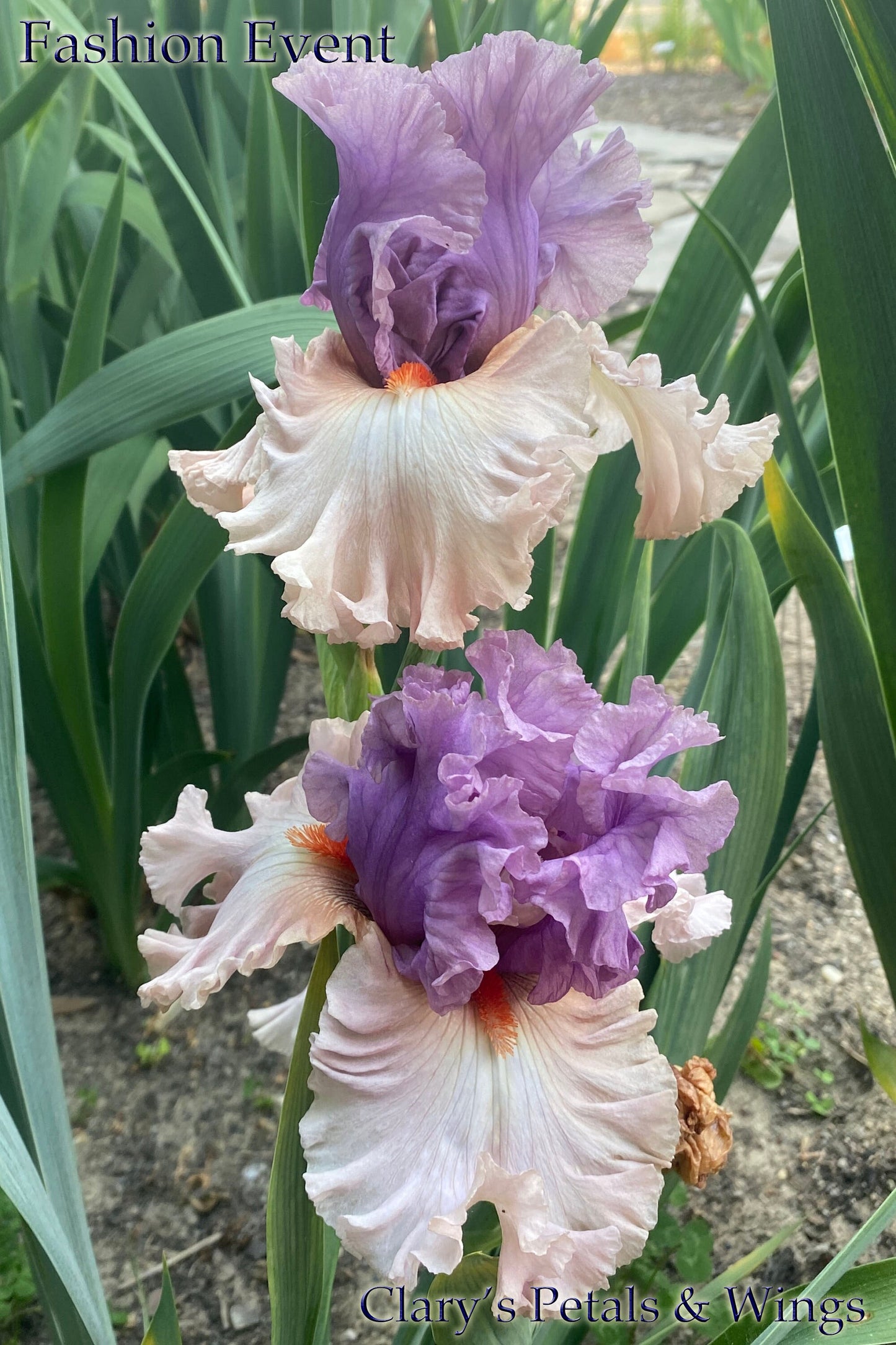 FASHION EVENT - 2020 - TB