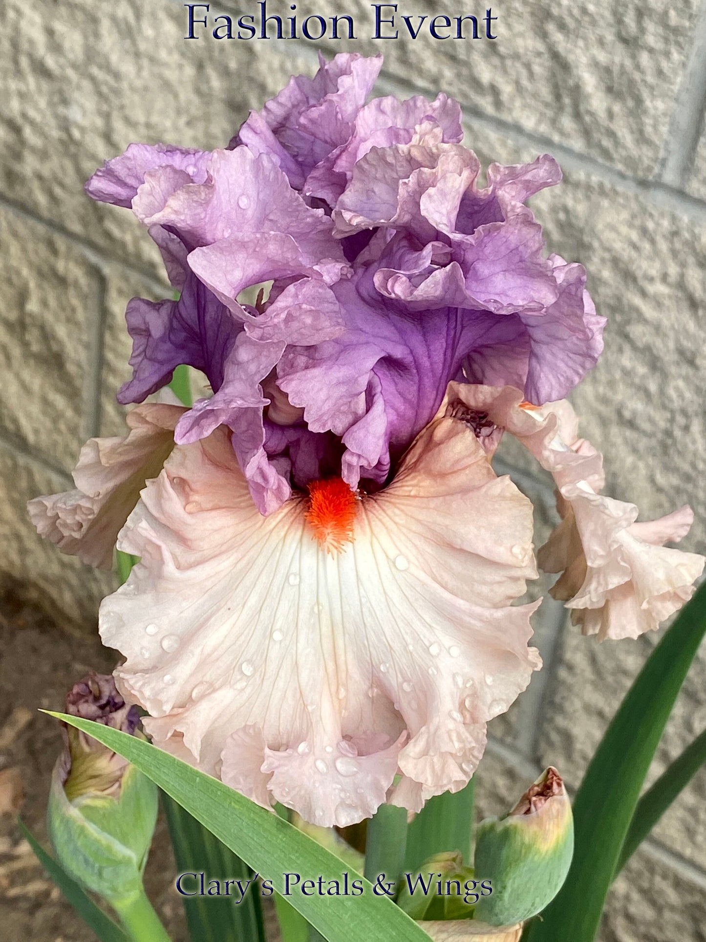 FASHION EVENT - 2020 - TB