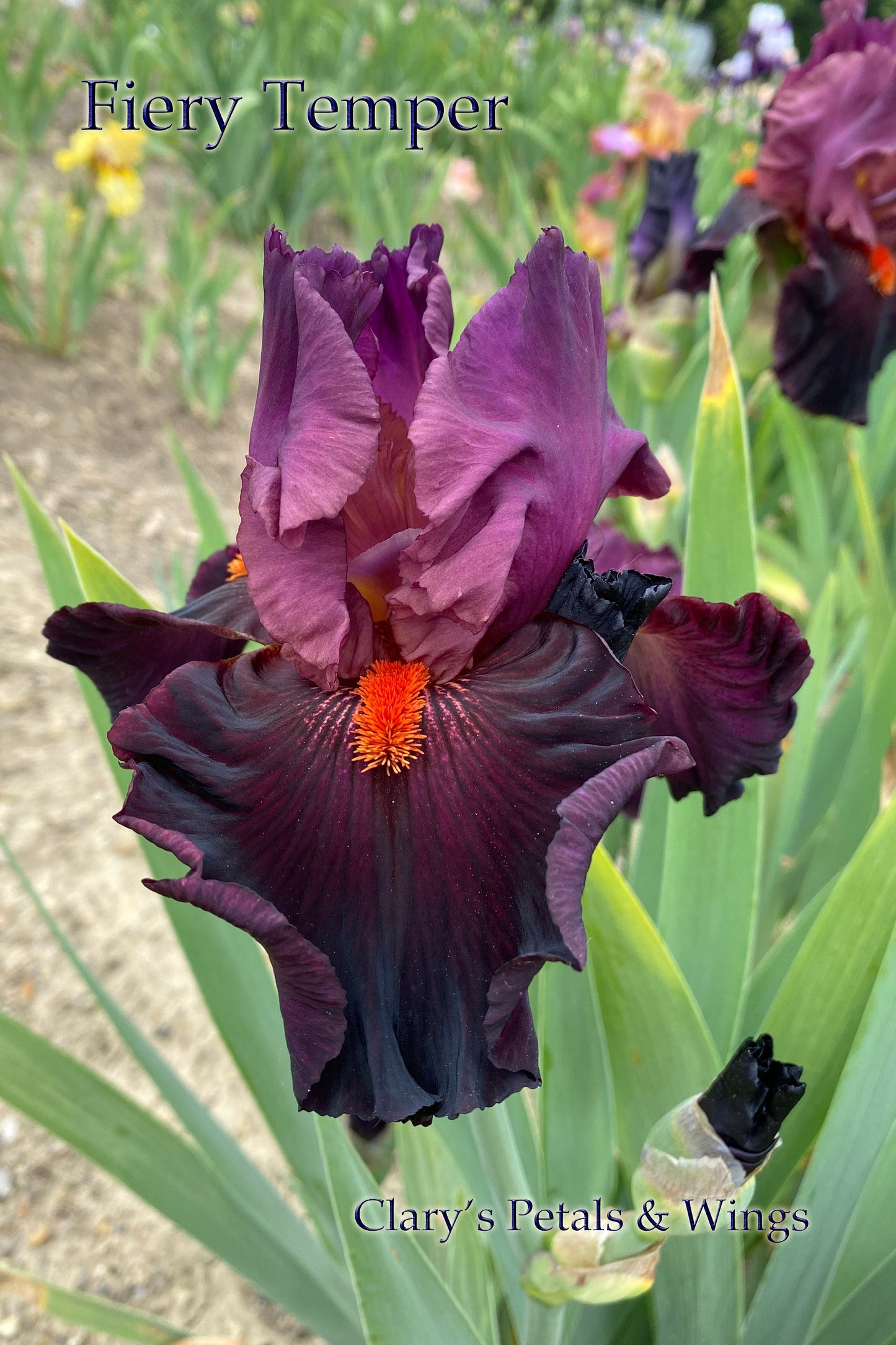 FIERY TEMPER - 2000 - TB - Fragrant