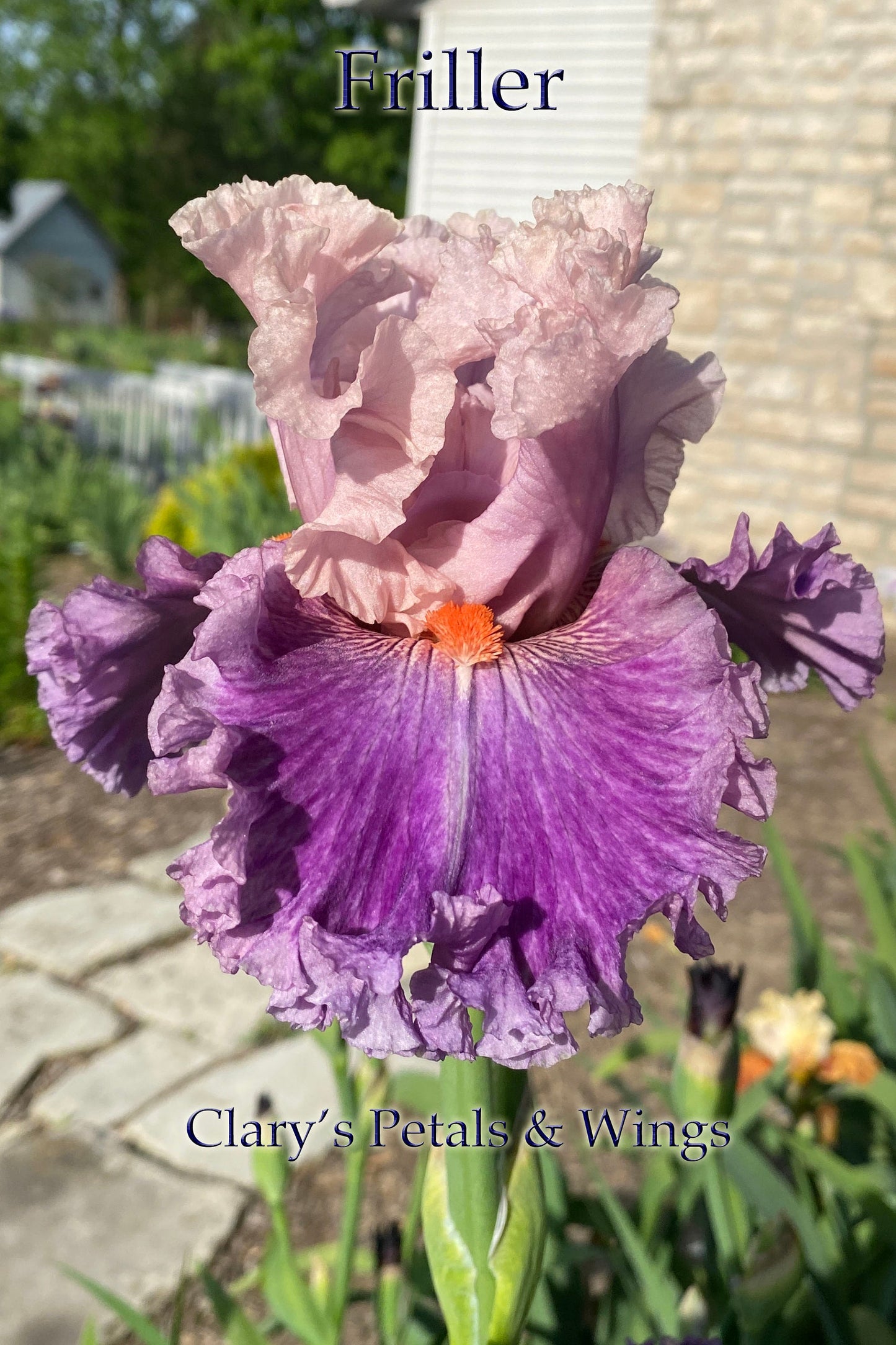 FRILLER - 2020 - TB - Fragrant