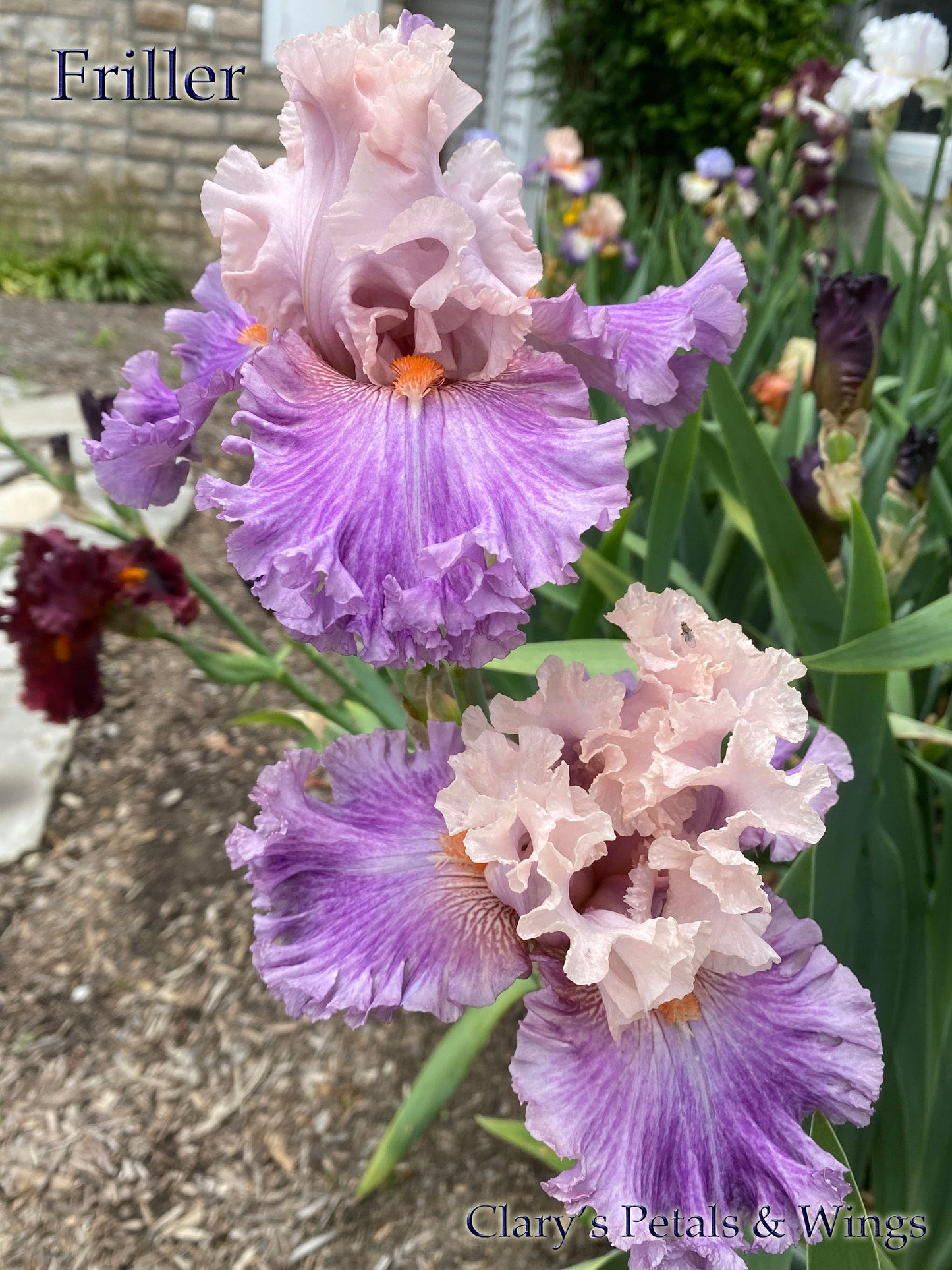 FRILLER - 2020 - TB - Fragrant