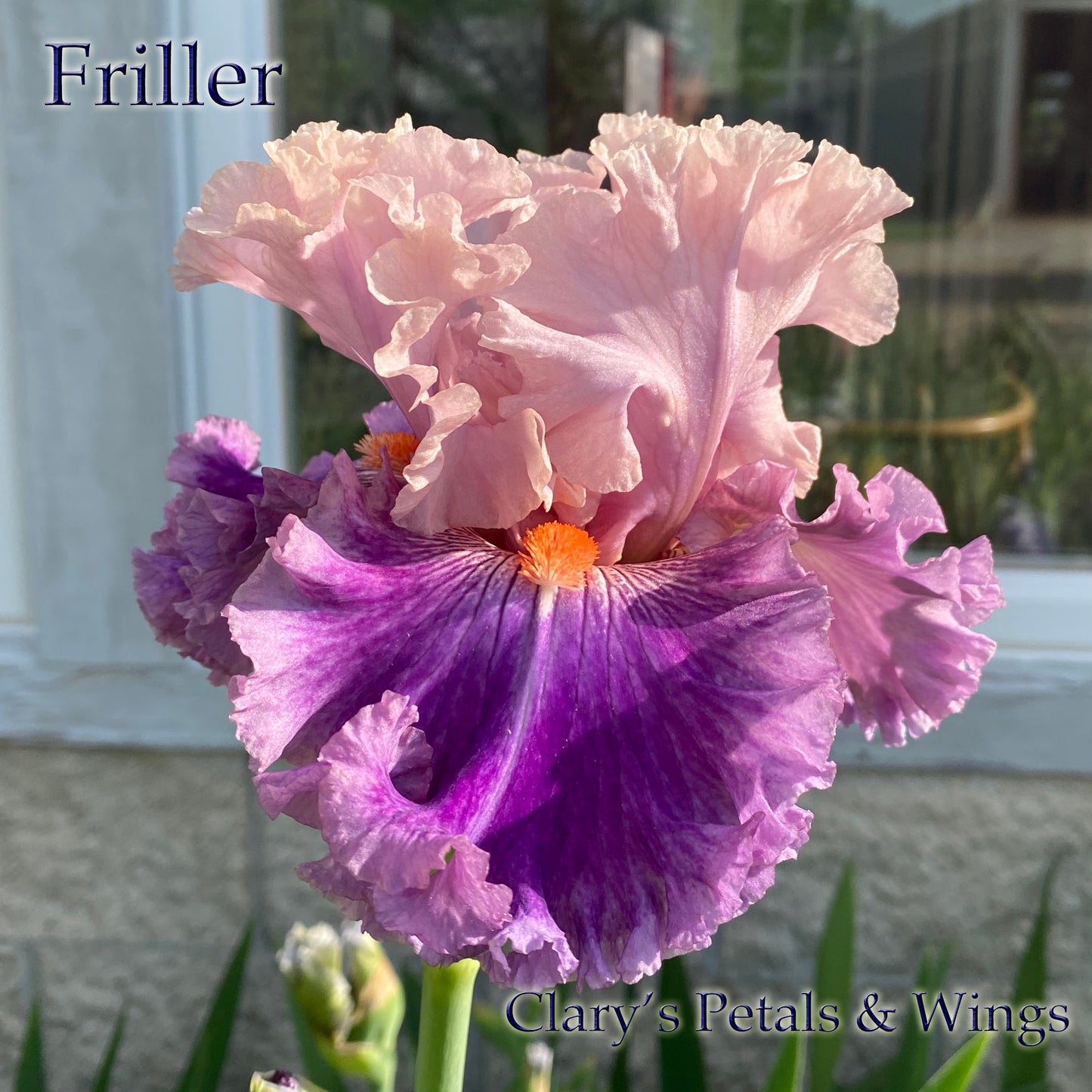 FRILLER - 2020 - TB - Fragrant
