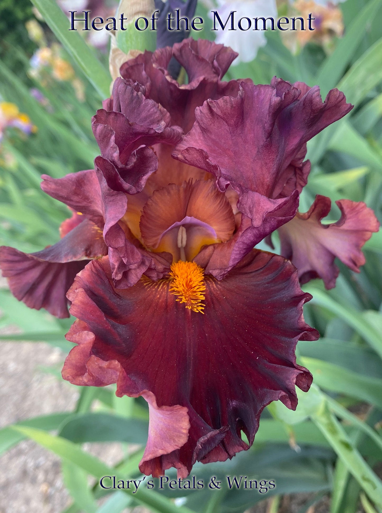 HEAT OF THE MOMENT-2020 TB