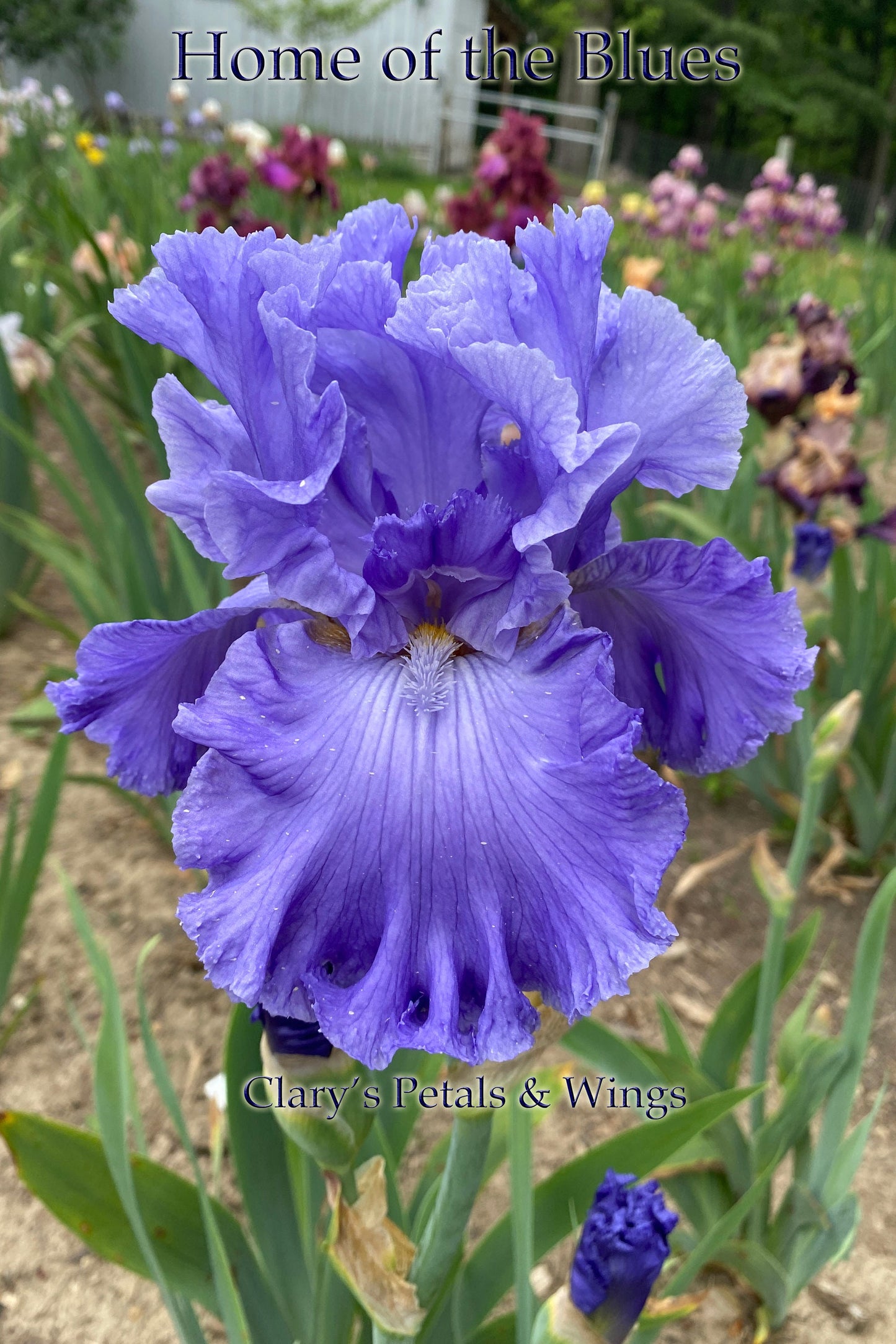 HOME OF THE BLUES-2019 TB-Fragrant