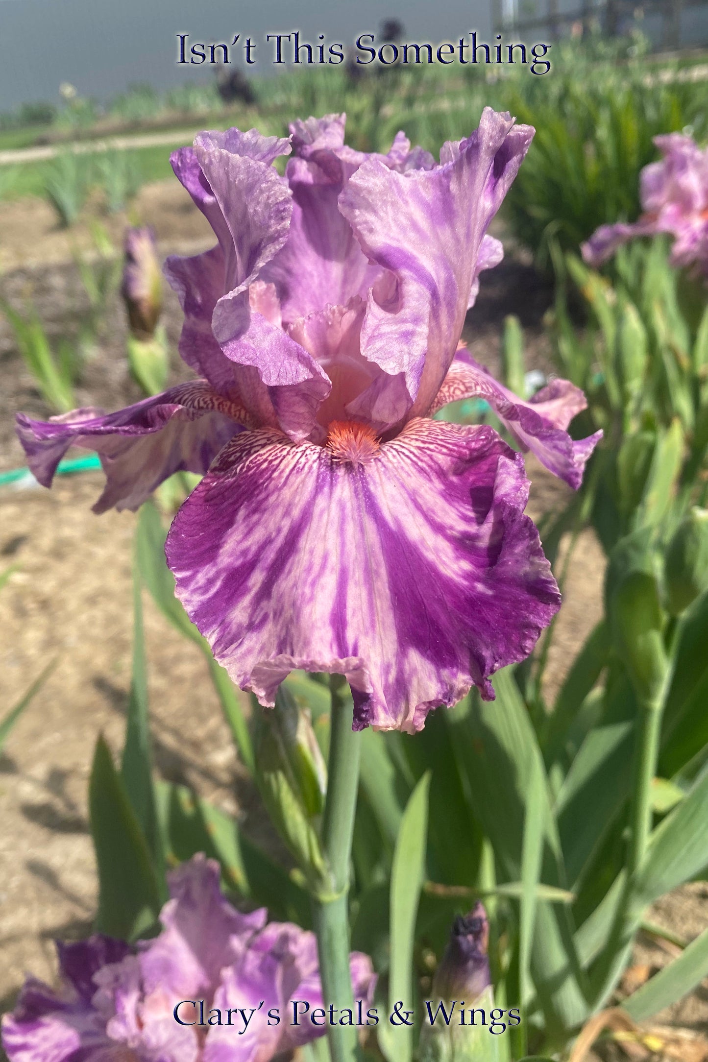 ISN’T THIS SOMETHING -1993 TB-Fragrant