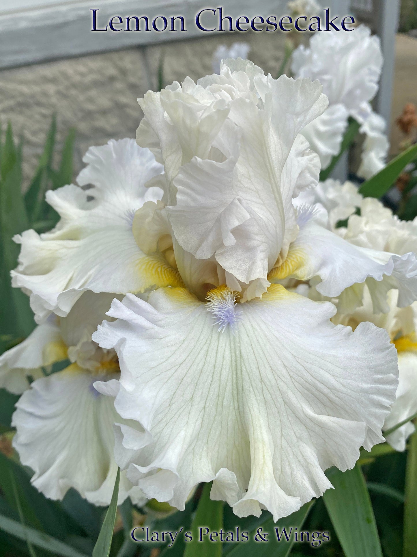 LEMON CHEESECAKE - 2020 TB-Fragrant