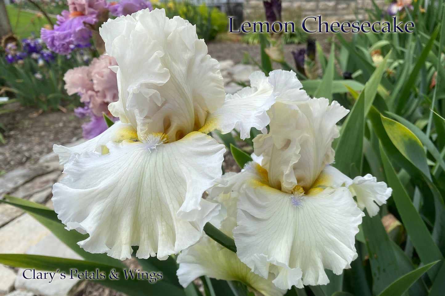 LEMON CHEESECAKE - 2020 TB-Fragrant