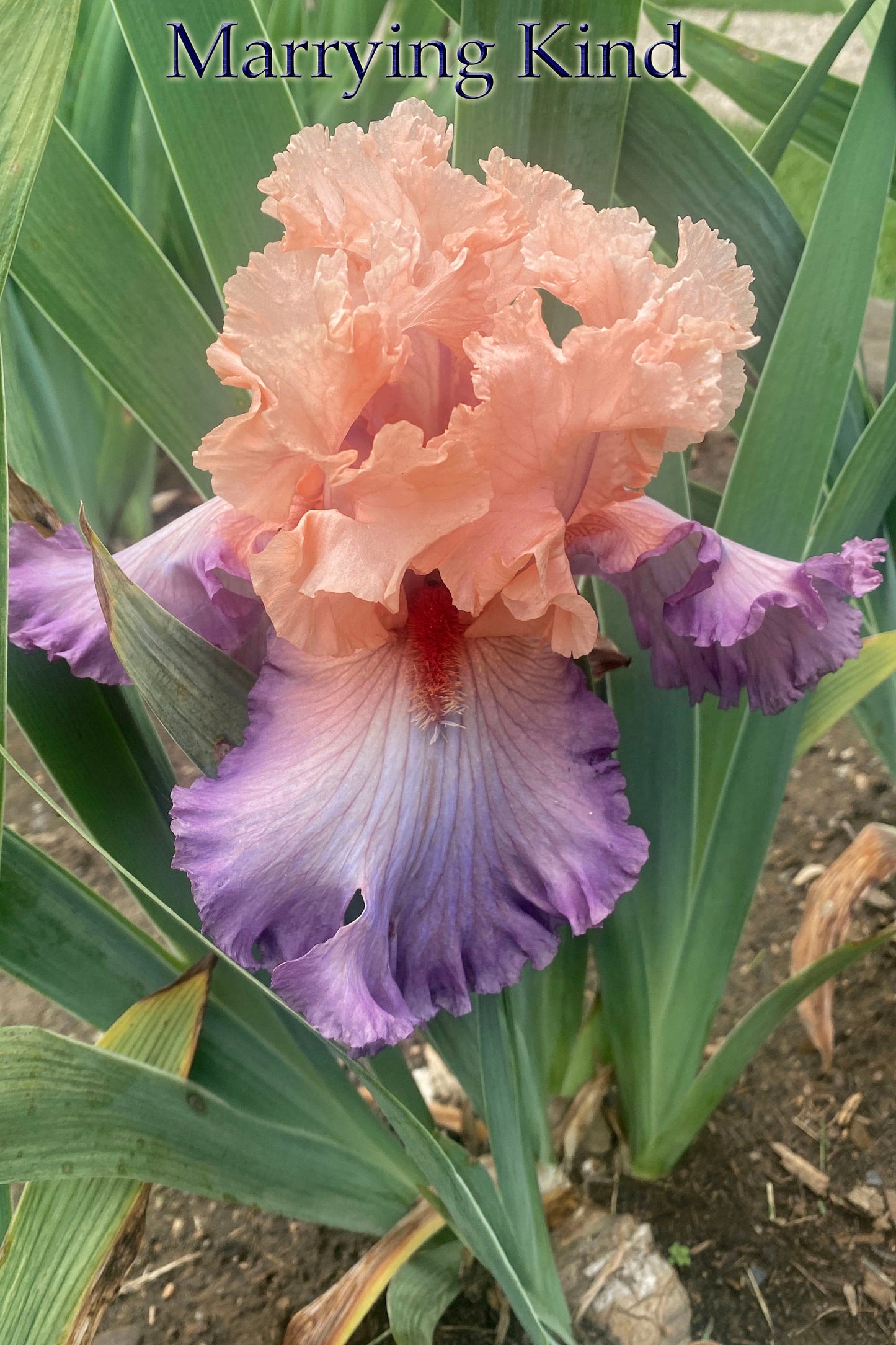 MARRYING KIND -  2015 TB