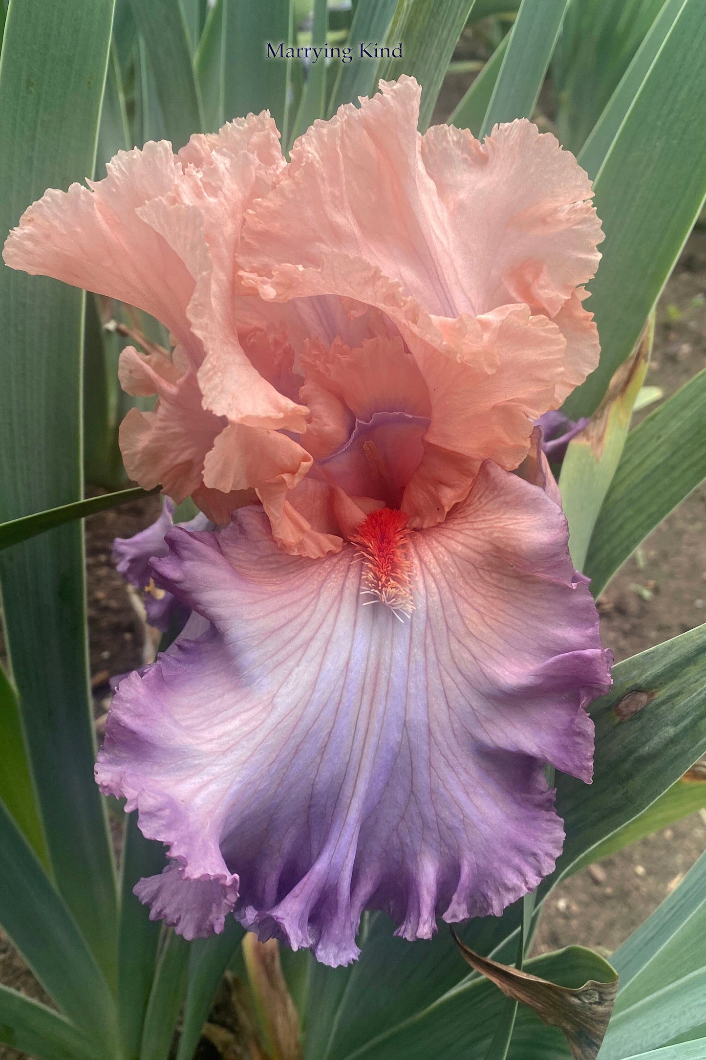 MARRYING KIND -  2015 TB