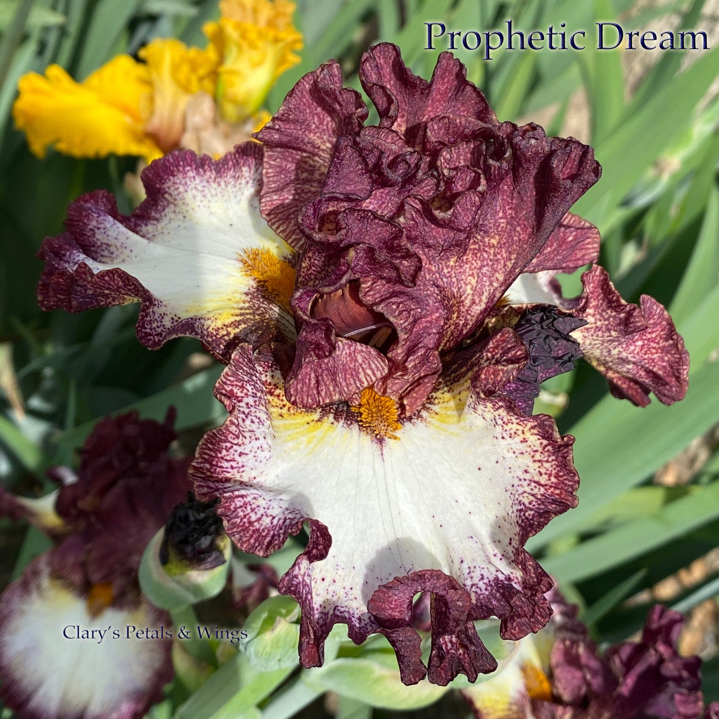 PROPHETIC DREAM -2020 TB-Fragrant