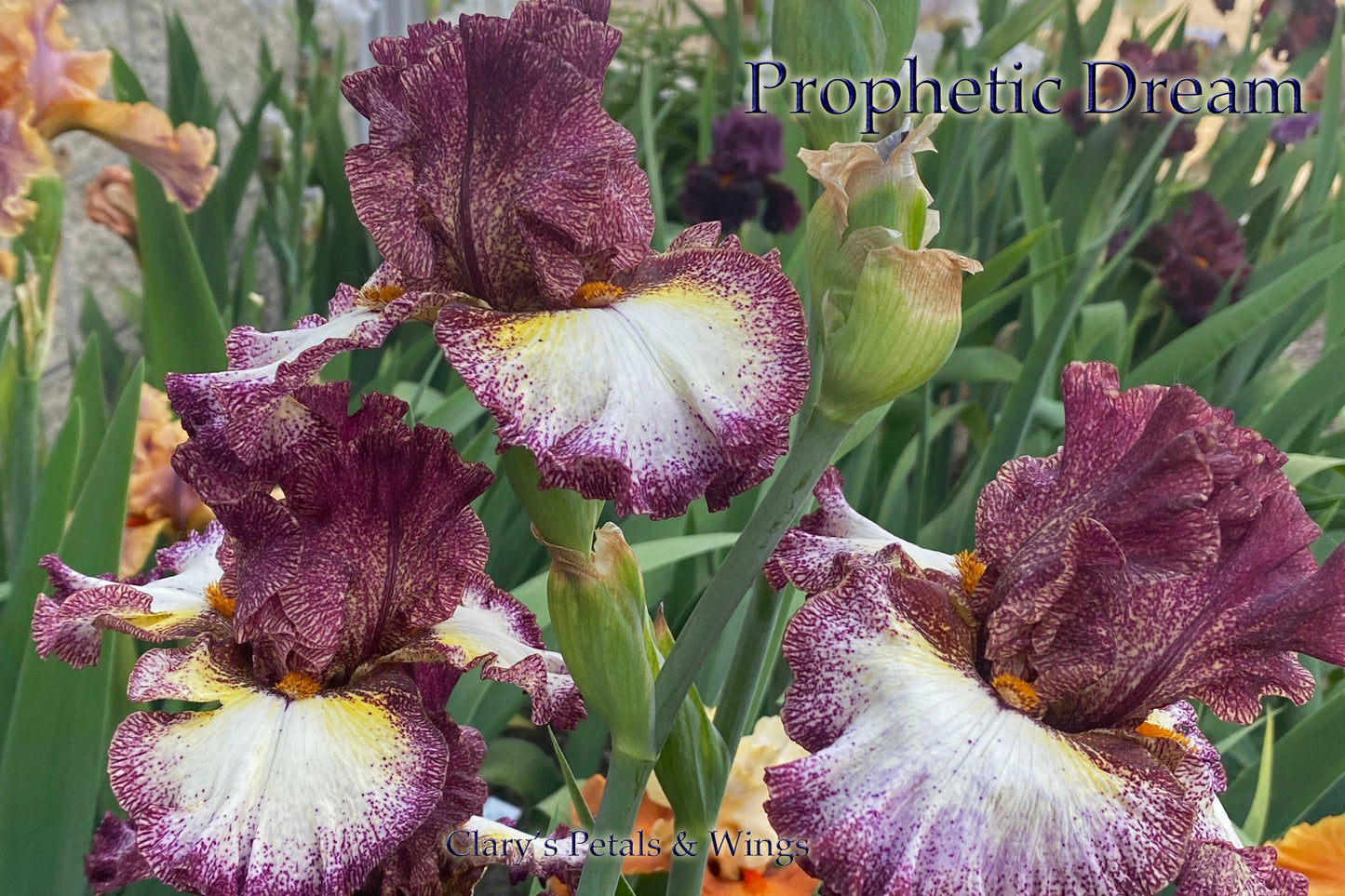 PROPHETIC DREAM -2020 TB-Fragrant