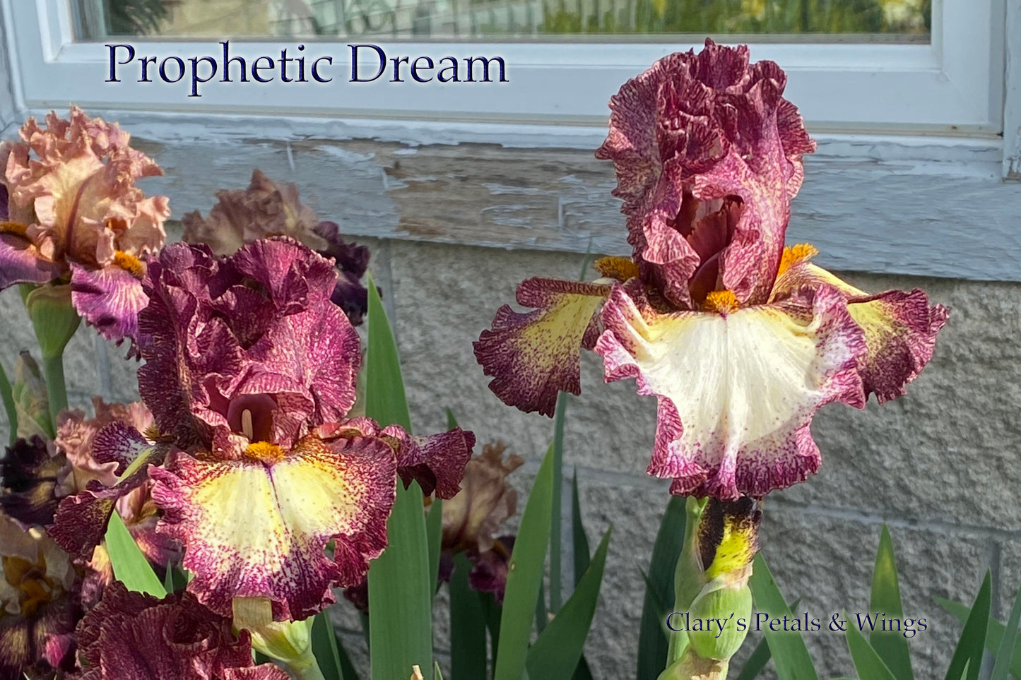PROPHETIC DREAM -2020 TB-Fragrant