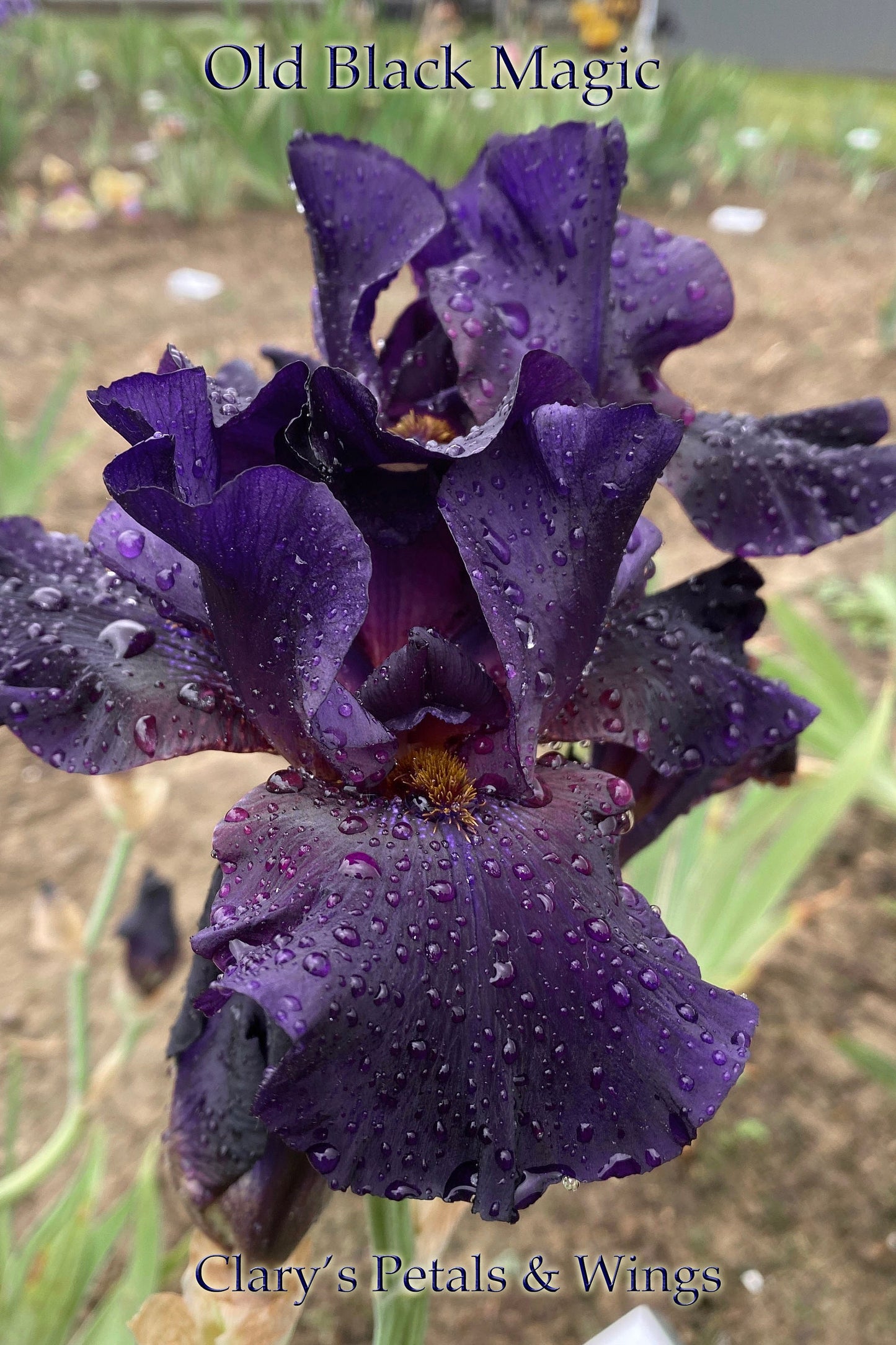 OLD BLACK MAGIC -1996 TB-Fragrant