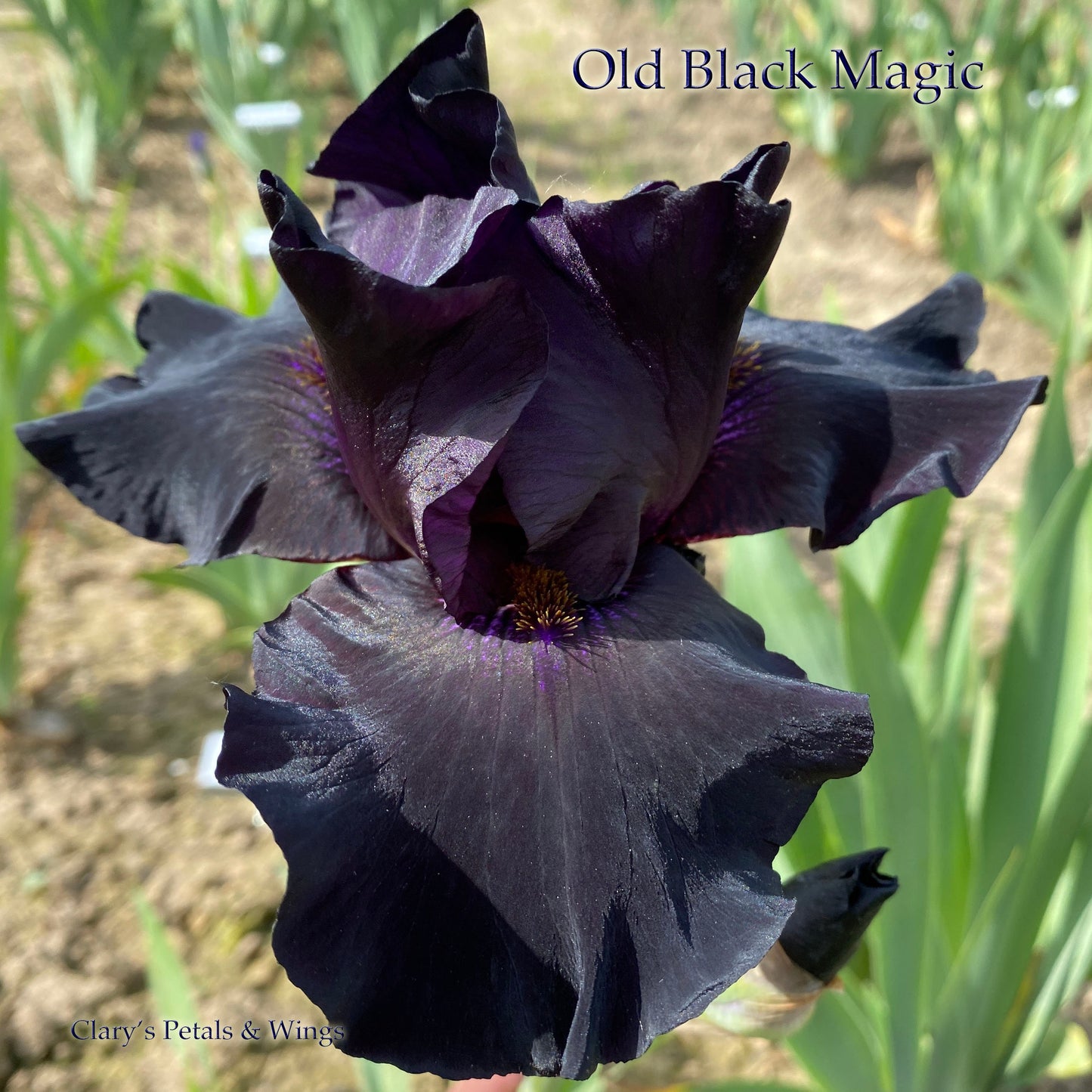 OLD BLACK MAGIC -1996 TB-Fragrant