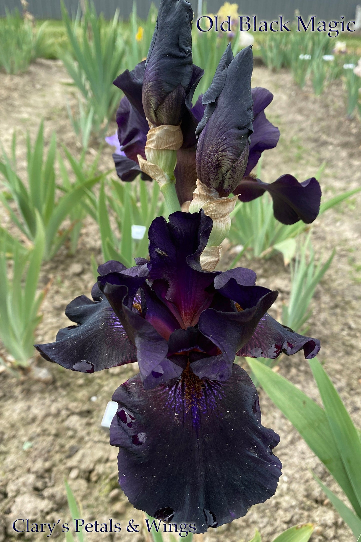 OLD BLACK MAGIC -1996 TB-Fragrant