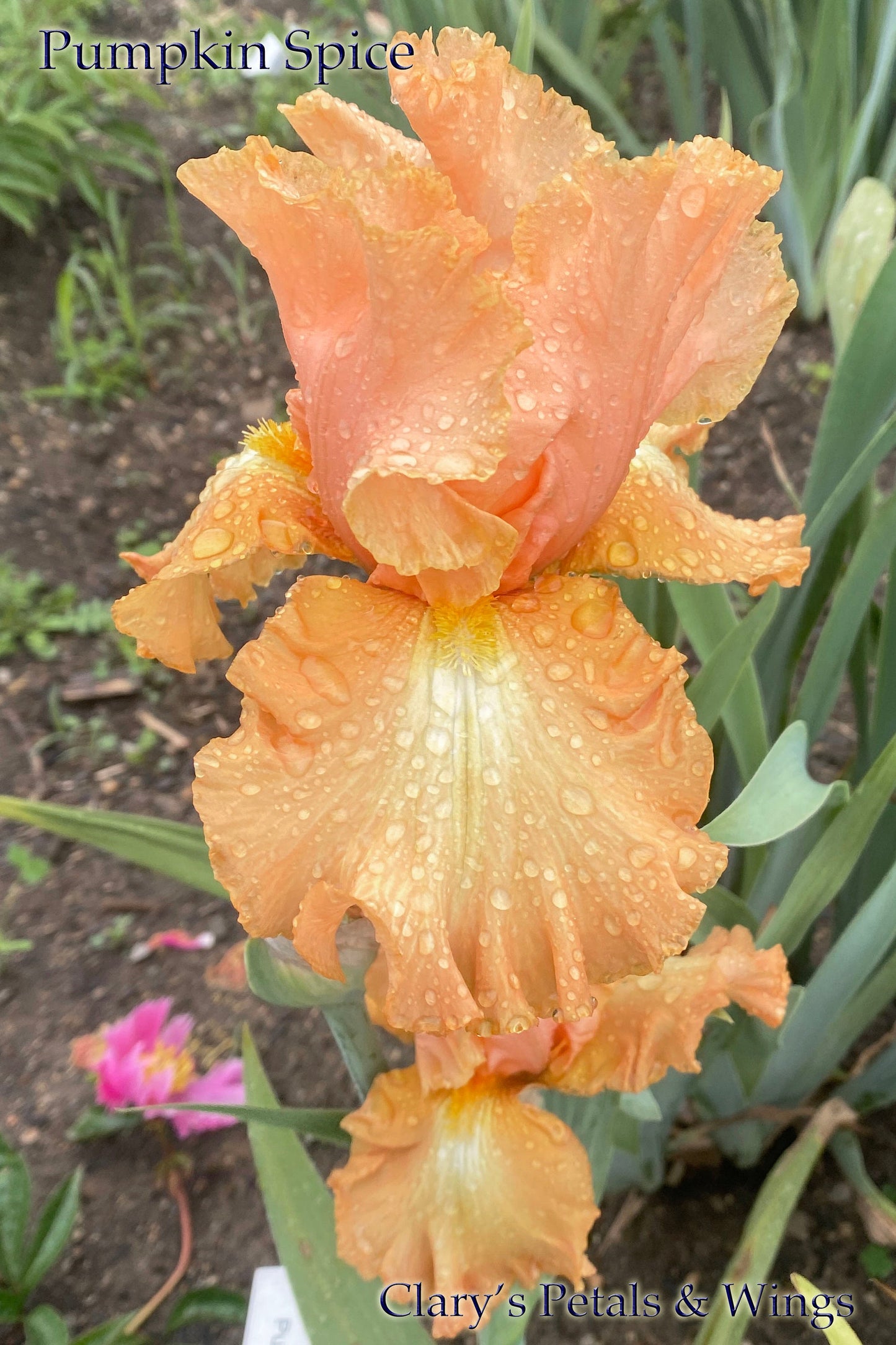 PUMPKIN SPICE- 2018 TB-Fragrant