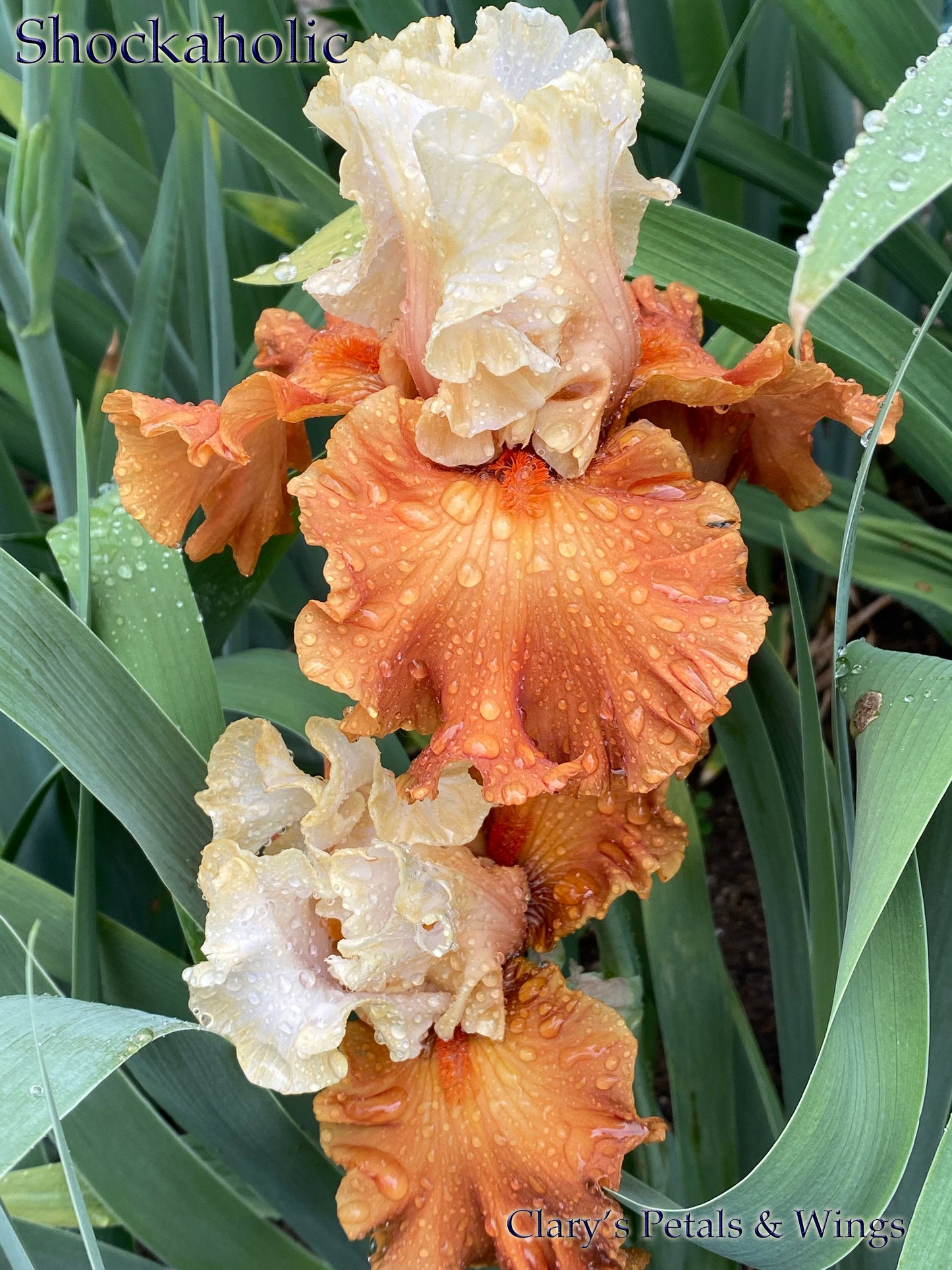 SHOCKAHOLIC - 2020 - TB - Fragrant