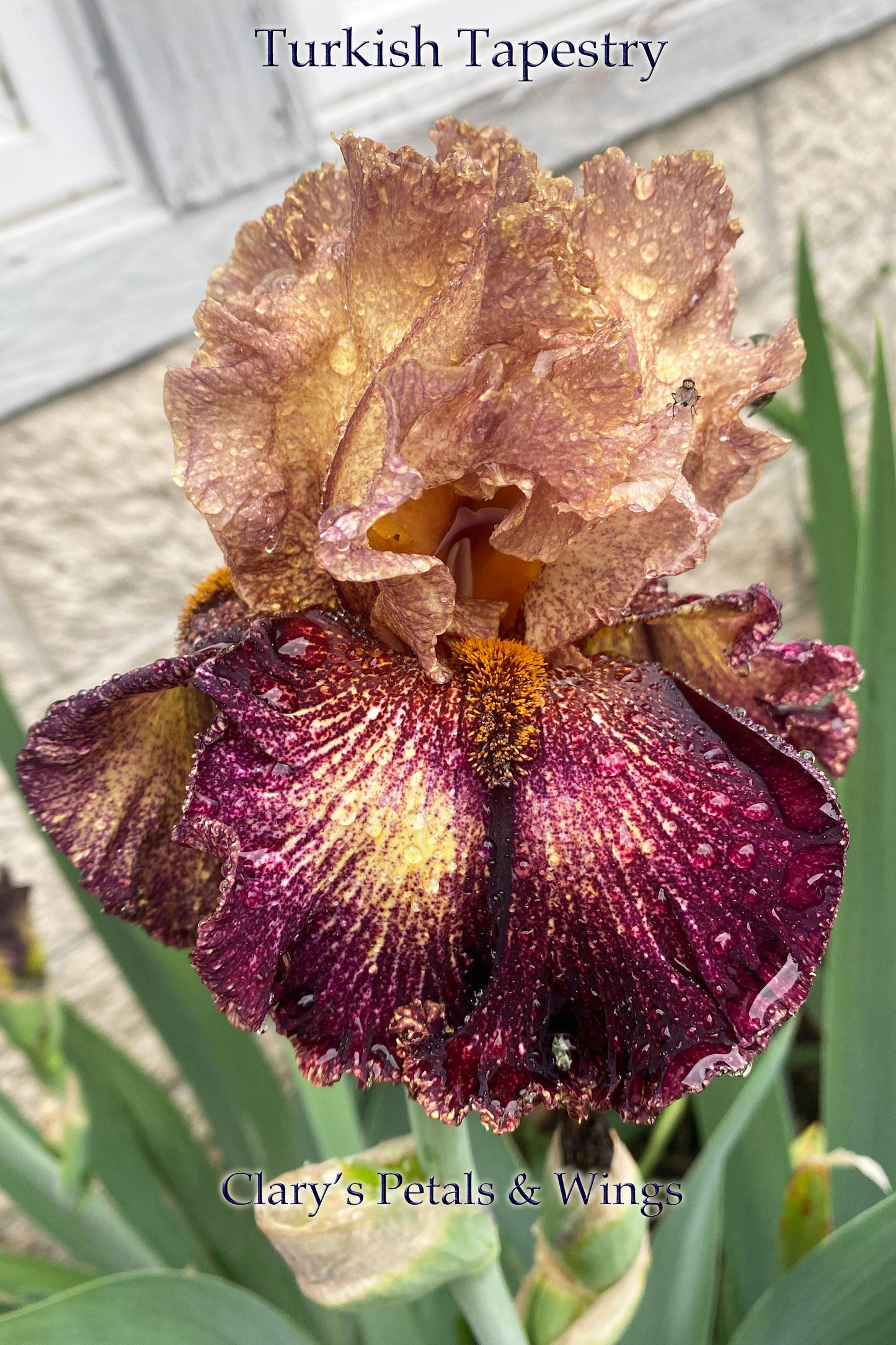 TURKISH TAPESTRY - 2020 - TB