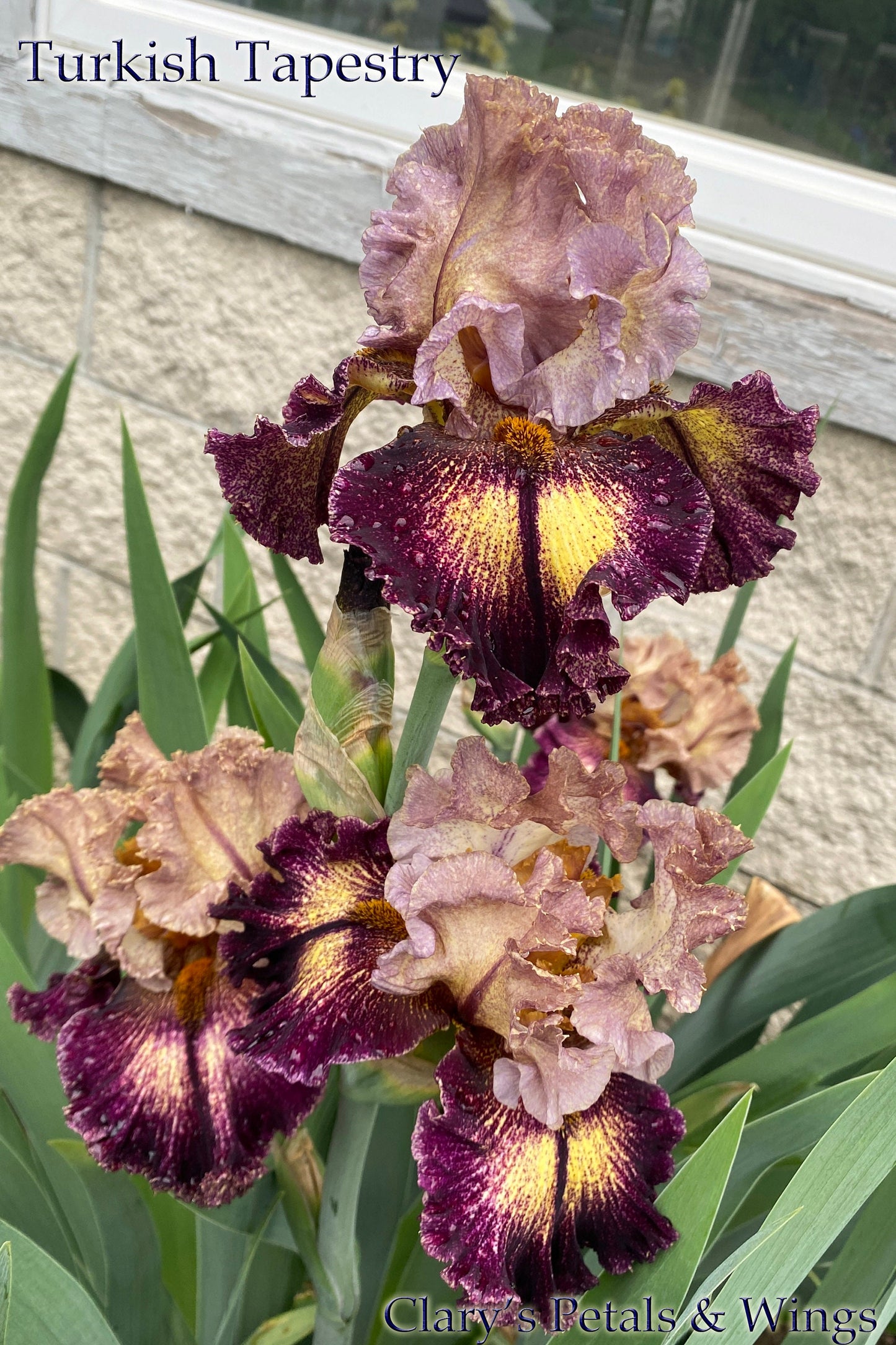 TURKISH TAPESTRY - 2020 - TB