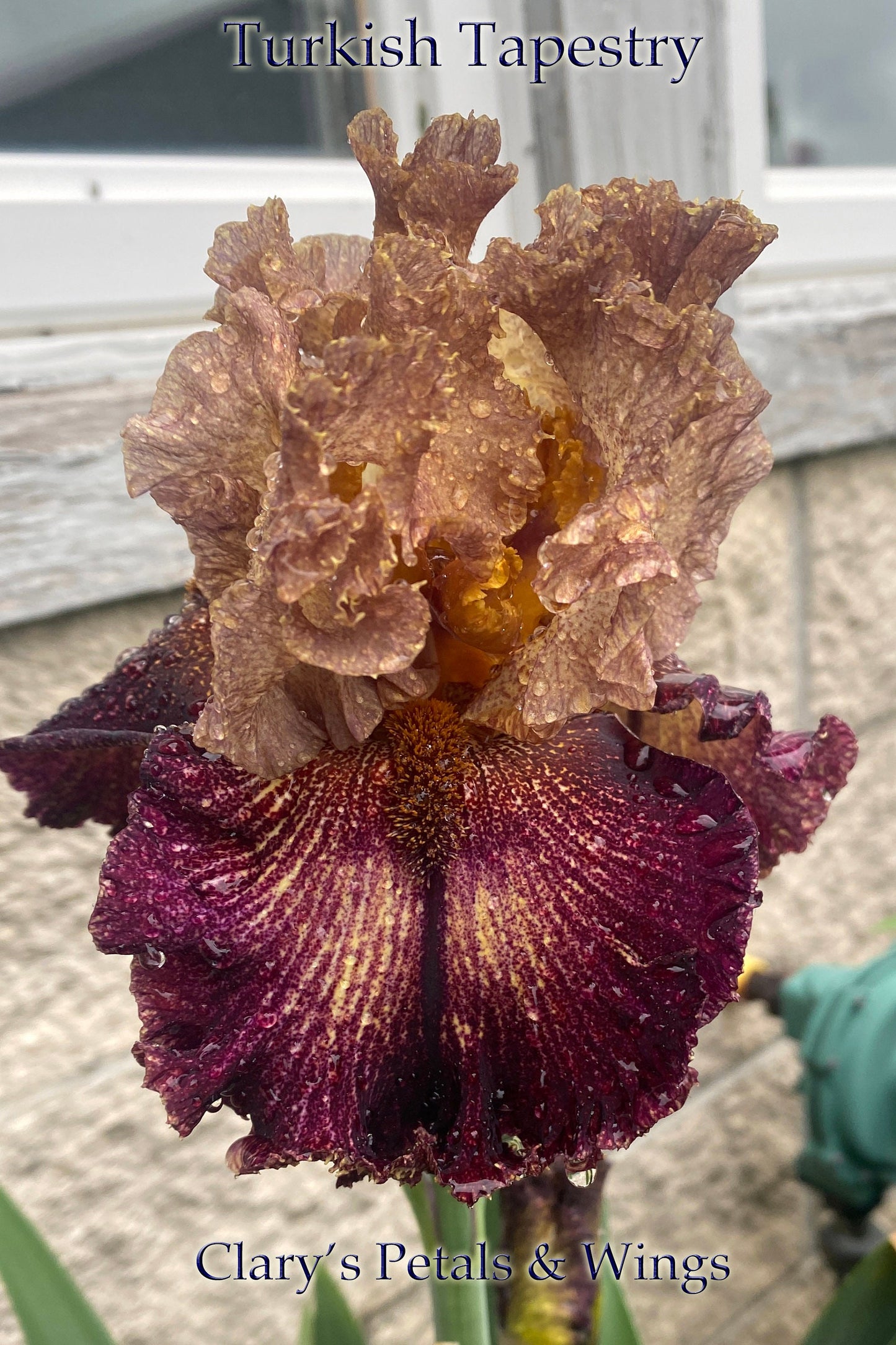 TURKISH TAPESTRY - 2020 - TB