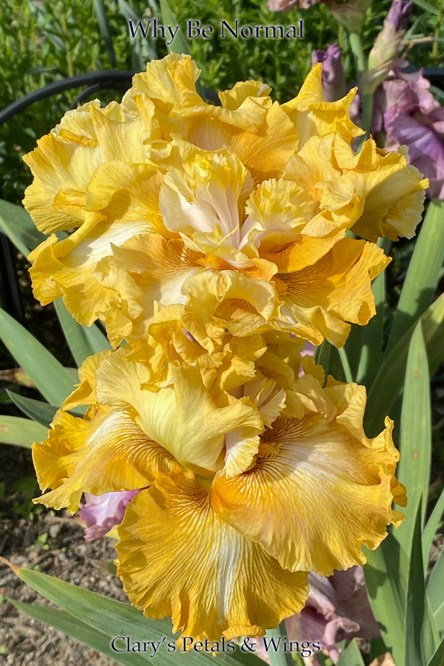 WHY BE NORMAL - 2014 - TB - Fragrant