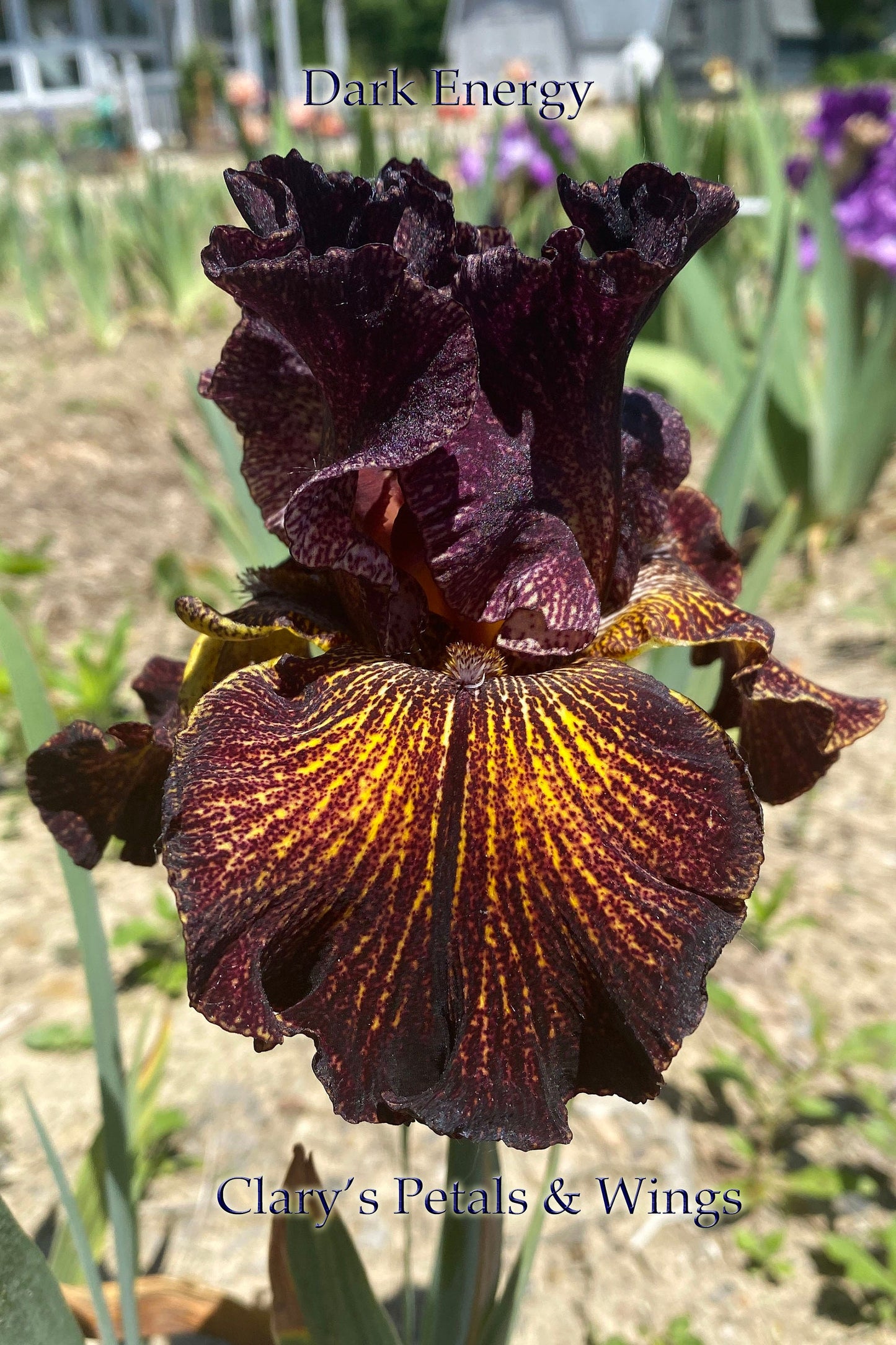 DARK ENERGY - 2016 - TB