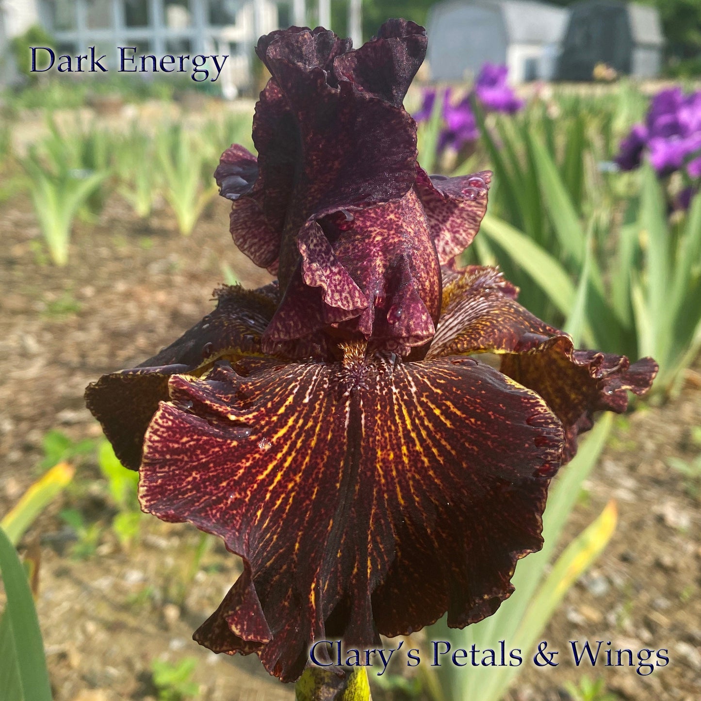 DARK ENERGY - 2016 - TB