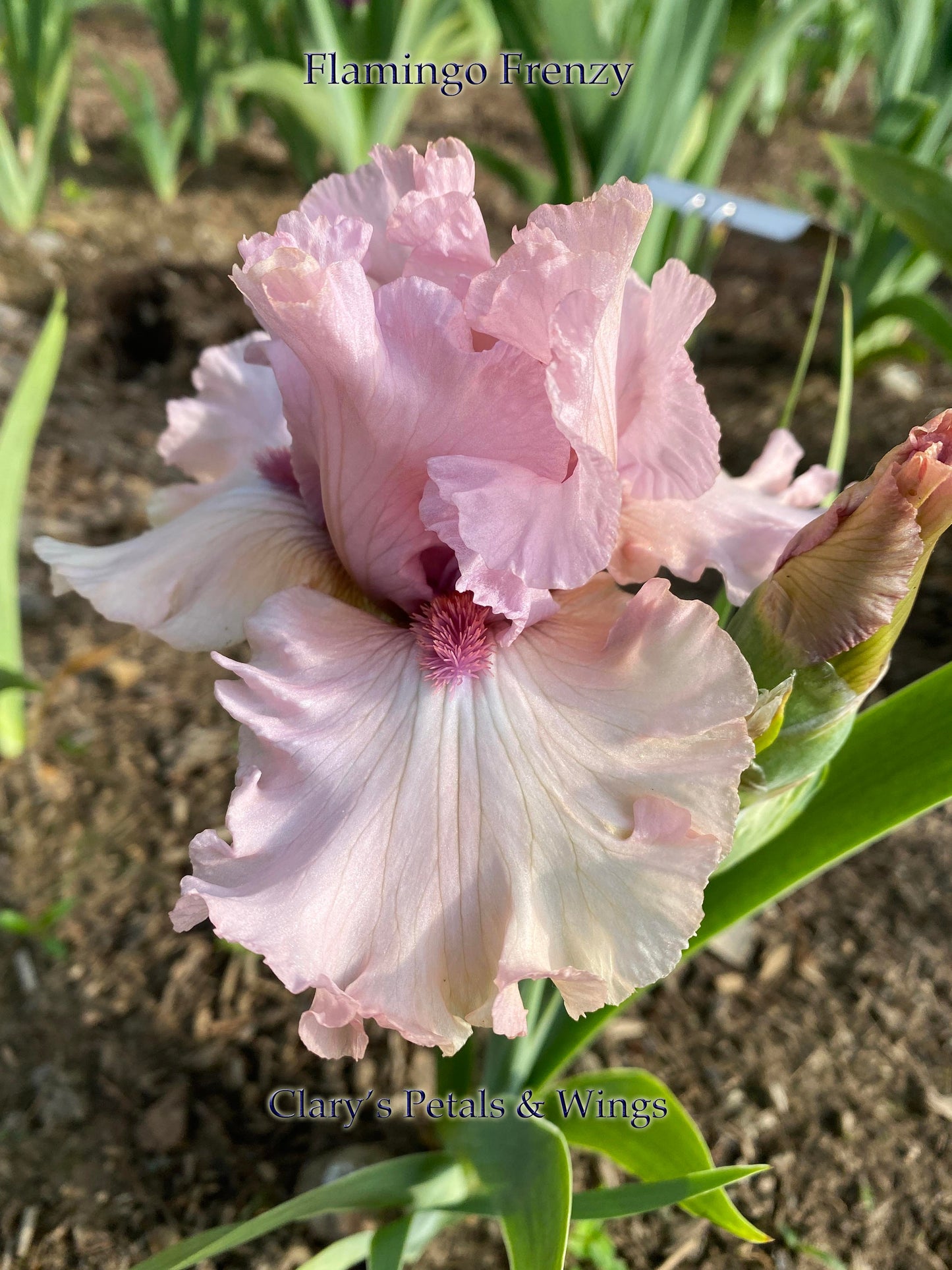 FLAMINGO FRENZY - 2012 - TB