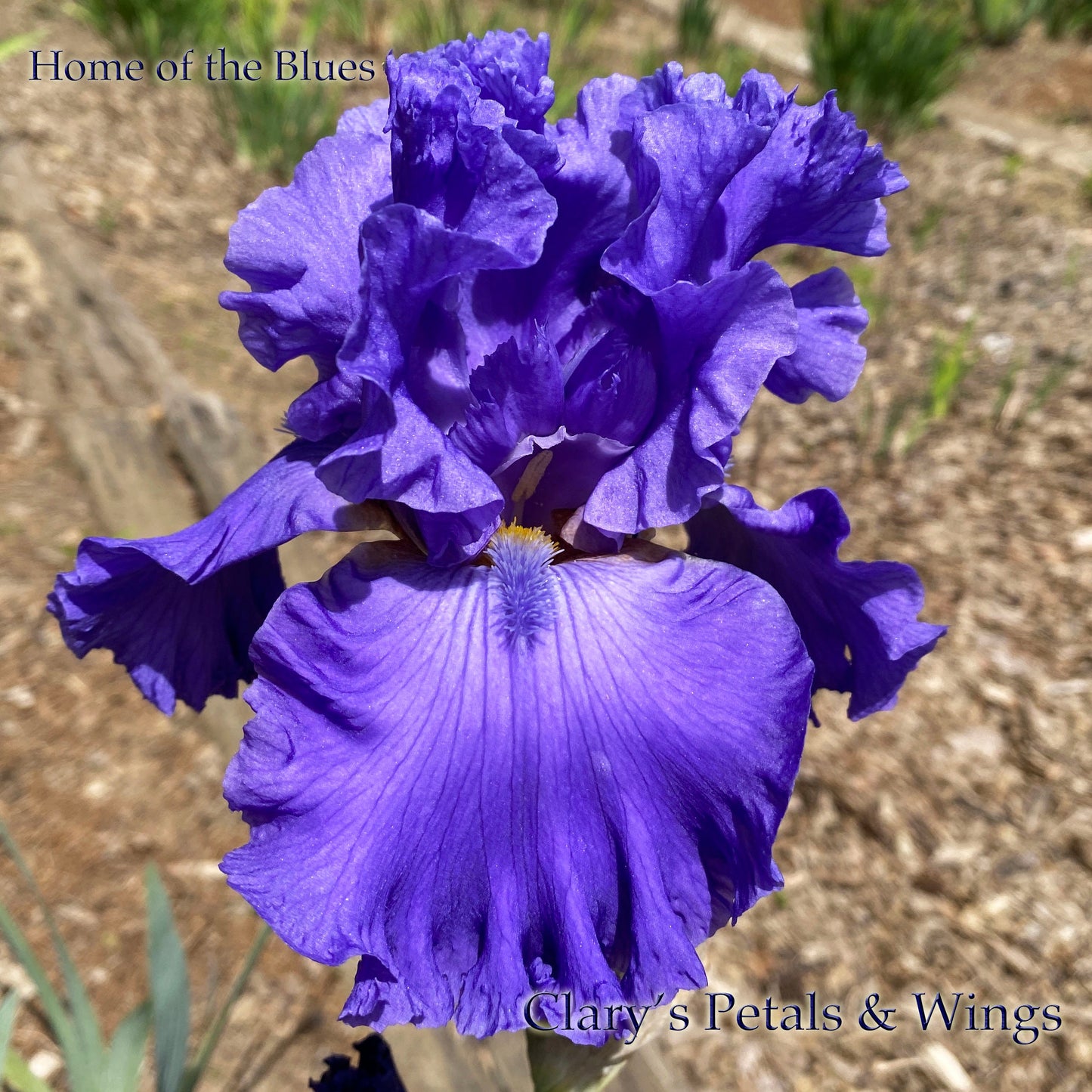 HOME OF THE BLUES-2019 TB-Fragrant