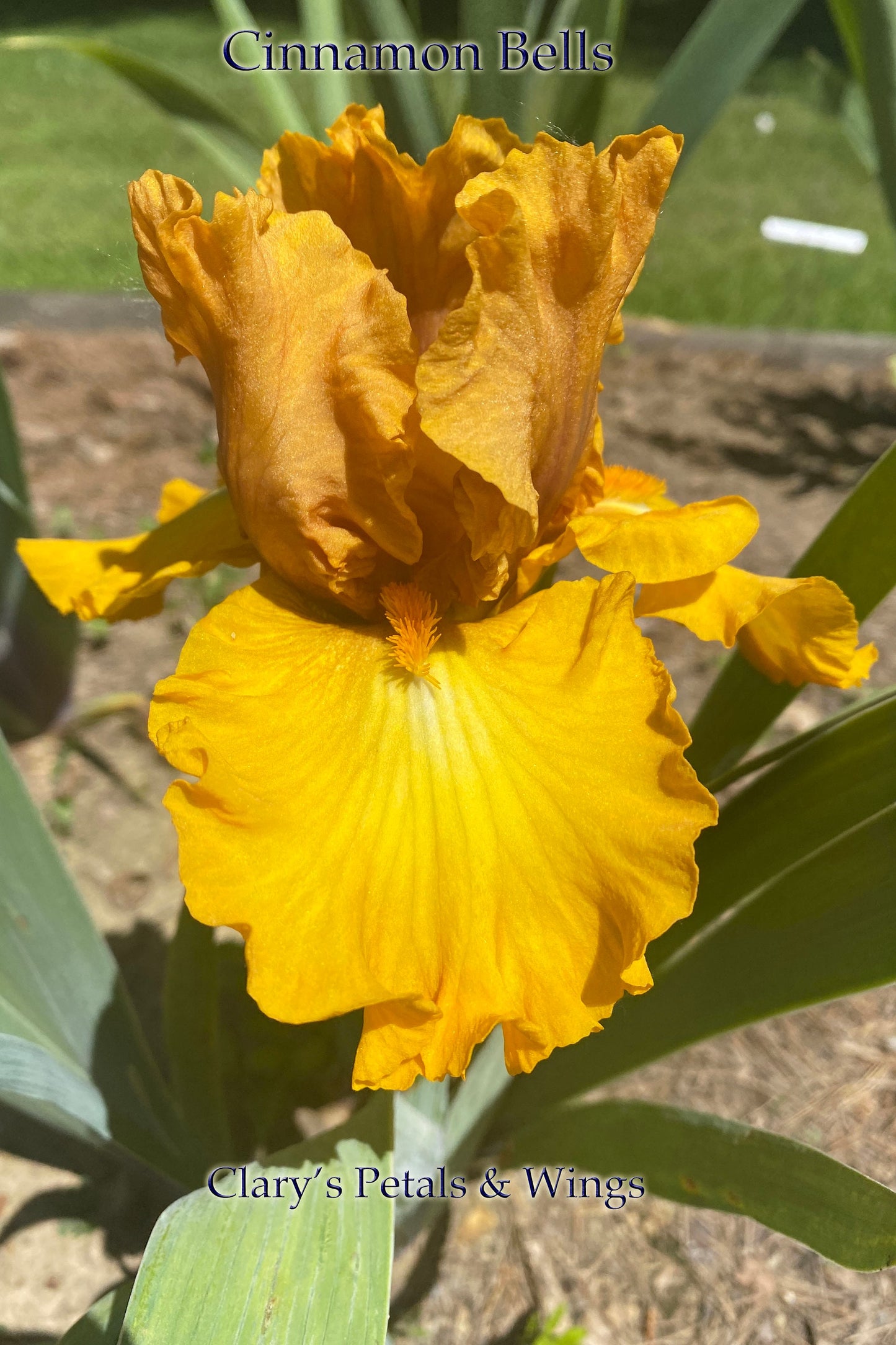 CINNAMON BELLS - 2009 - TB - Fragrant