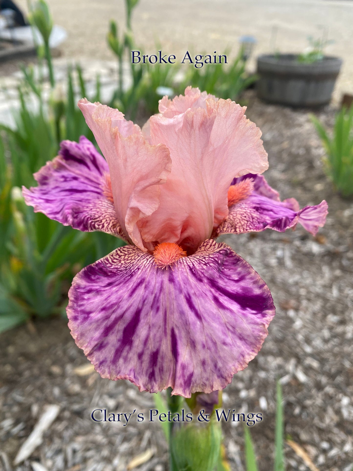 BROKE AGAIN - 2010 - TB - Reblooming