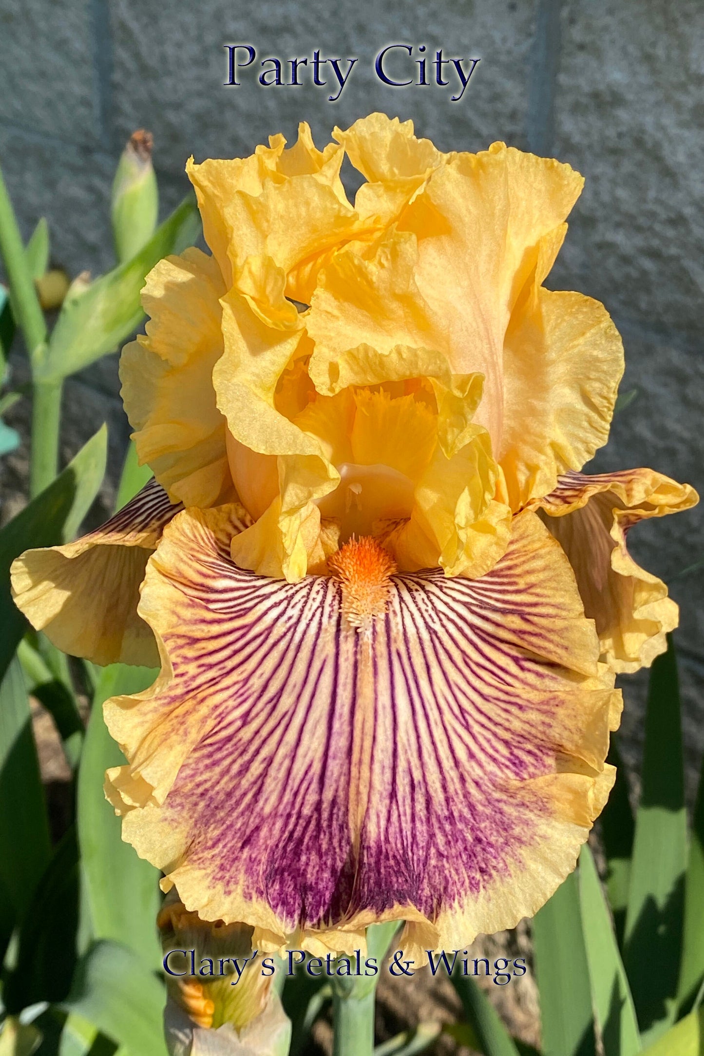 PARTY CITY 2020-TB-Fragrant