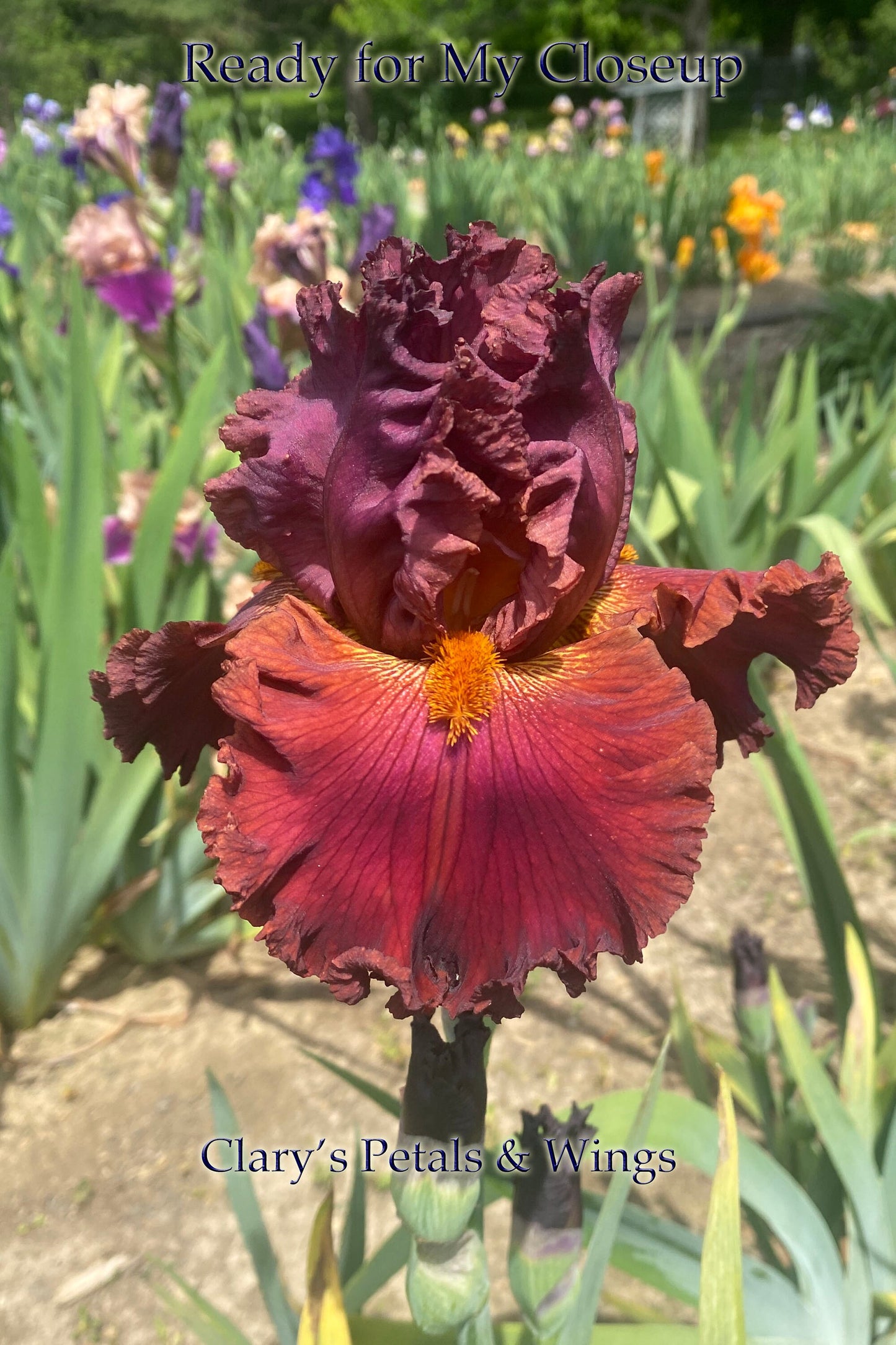 READY FOR MY CLOSEUP 2014 TB- Fragrance