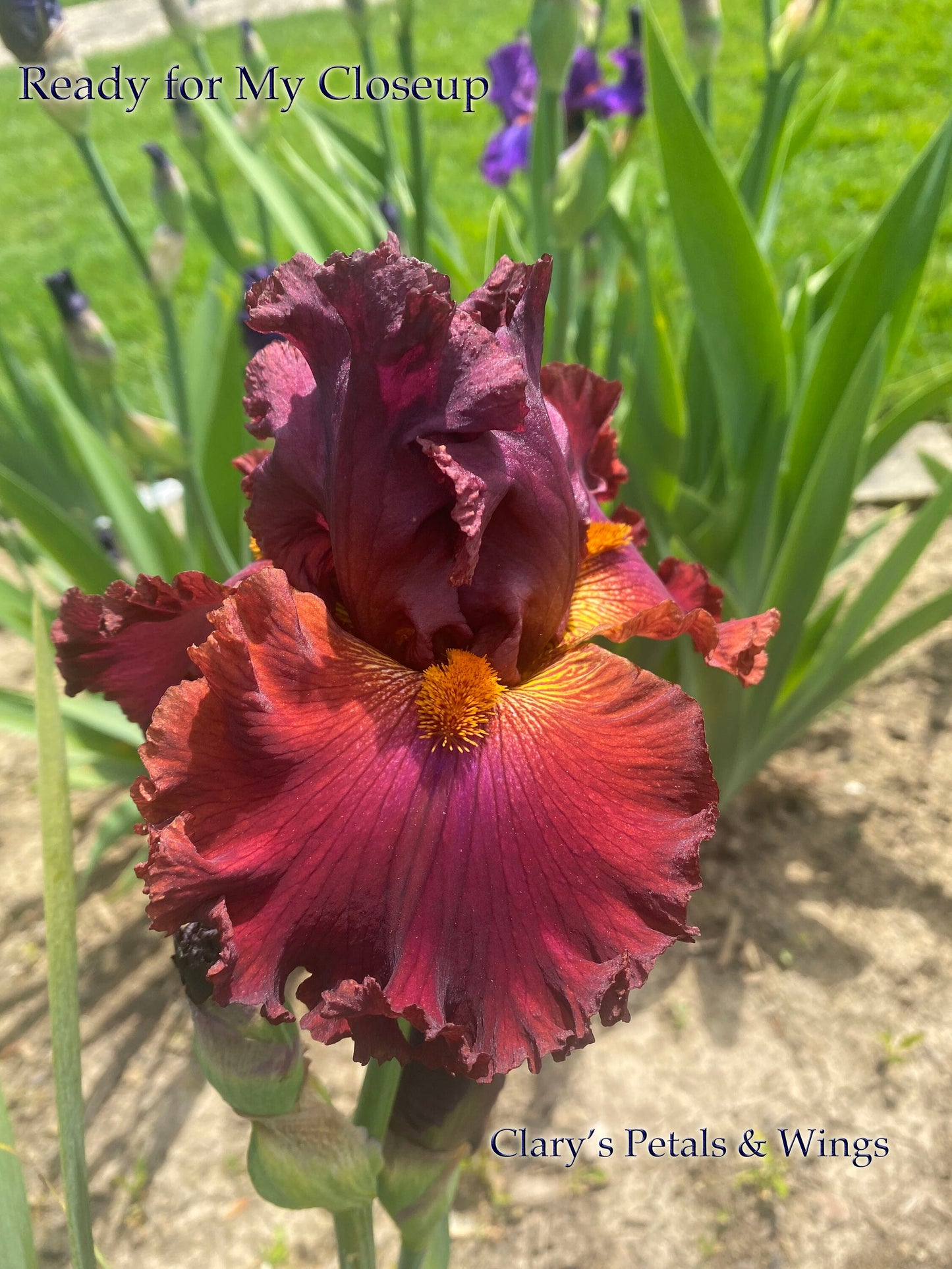 READY FOR MY CLOSEUP 2014 TB- Fragrance