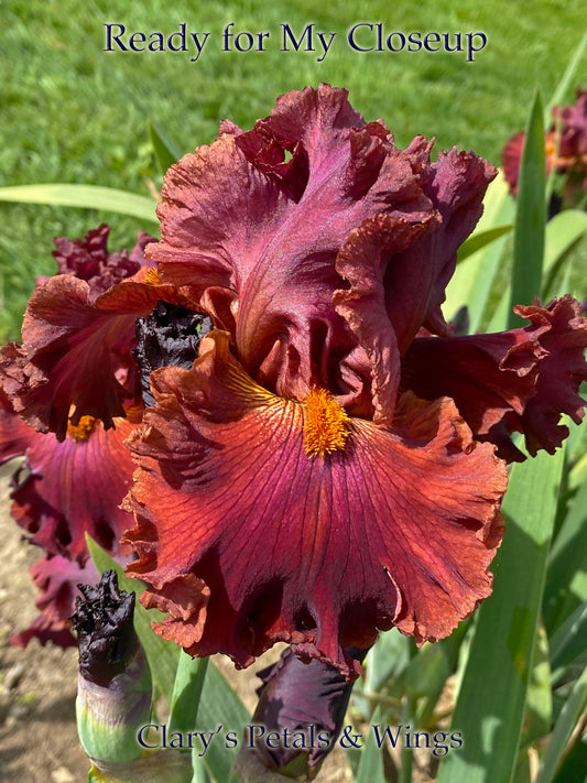 READY FOR MY CLOSEUP 2014 TB- Fragrance