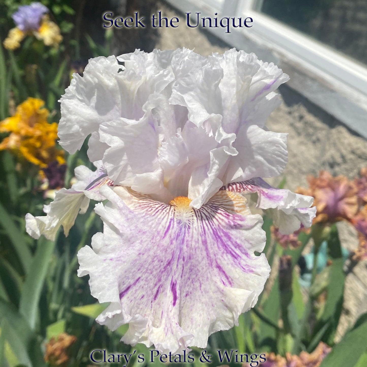 SEEK THE UNIQUE - 2020 - TB - Fragrant